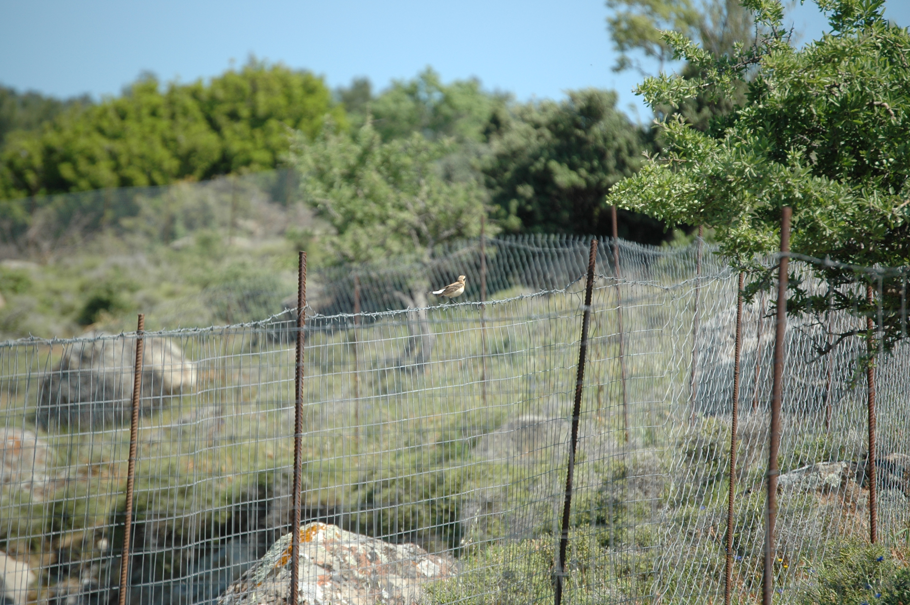 photos/wildlife/Bird_Species/147-Old_World_Chats/6313-Black-eared_Wheatear/20060425-Lesvos-01.jpg