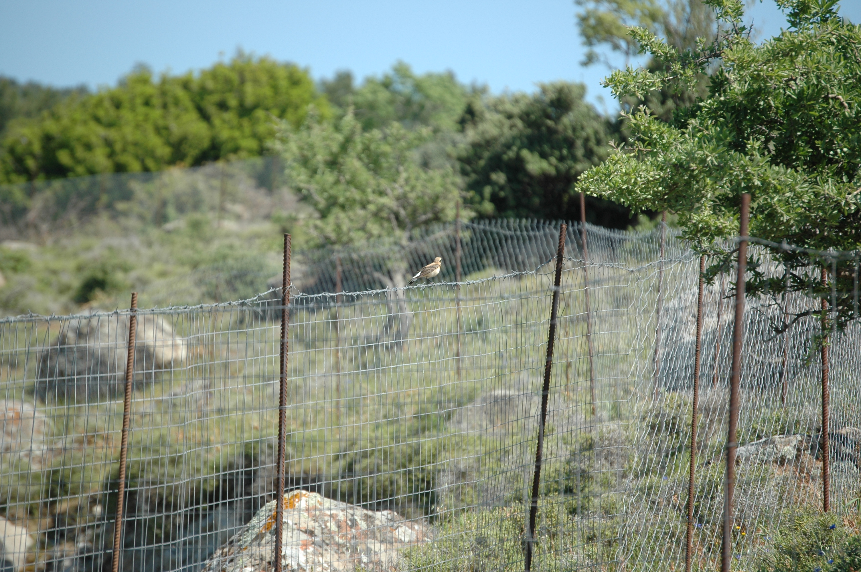 photos/wildlife/Bird_Species/147-Old_World_Chats/6313-Black-eared_Wheatear/20060425-Lesvos-02.jpg
