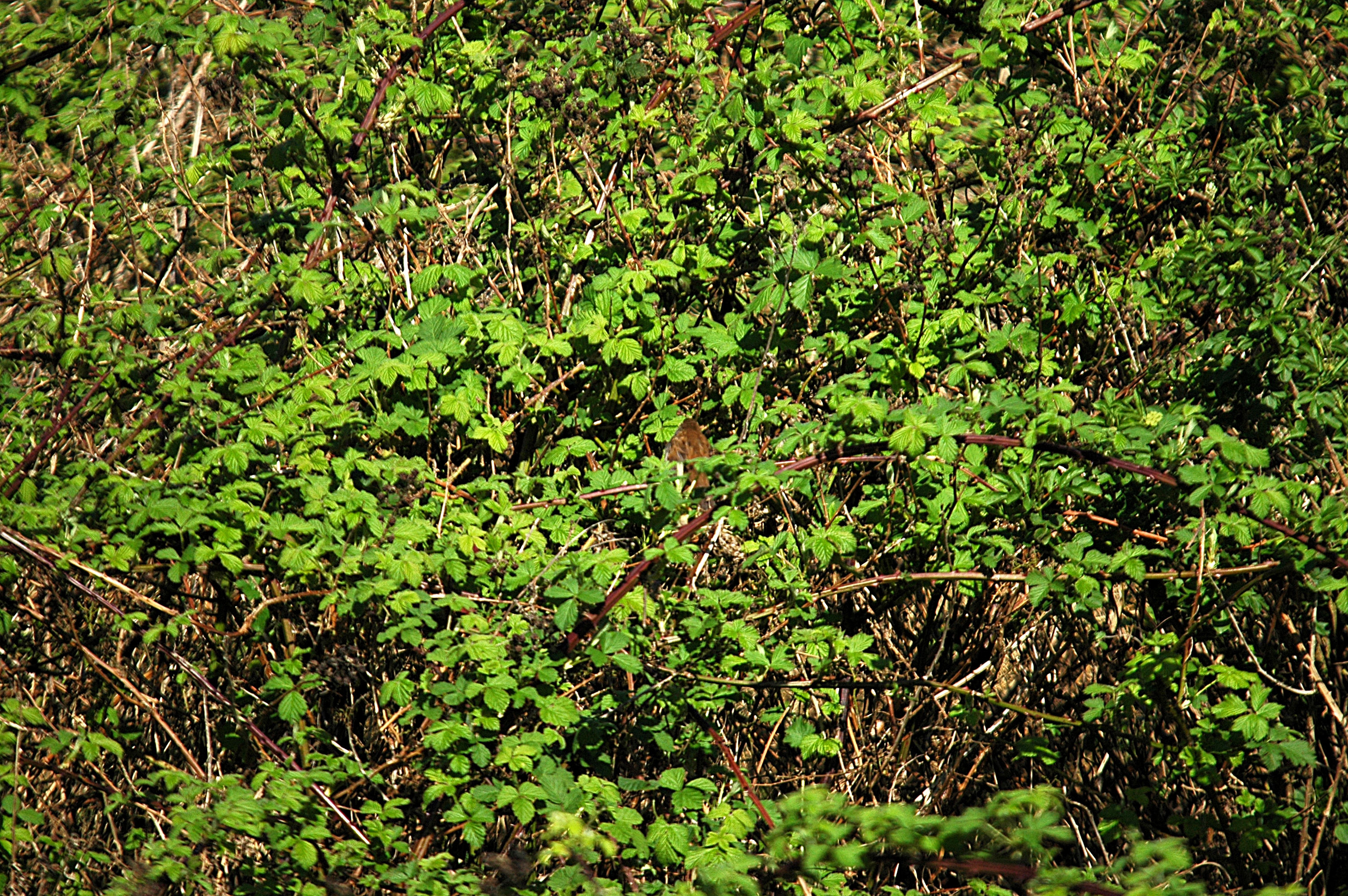 photos/wildlife/Bird_Species/154-Old_World_Warblers/6812-Cettis_Warbler/DSC_5497.JPG
