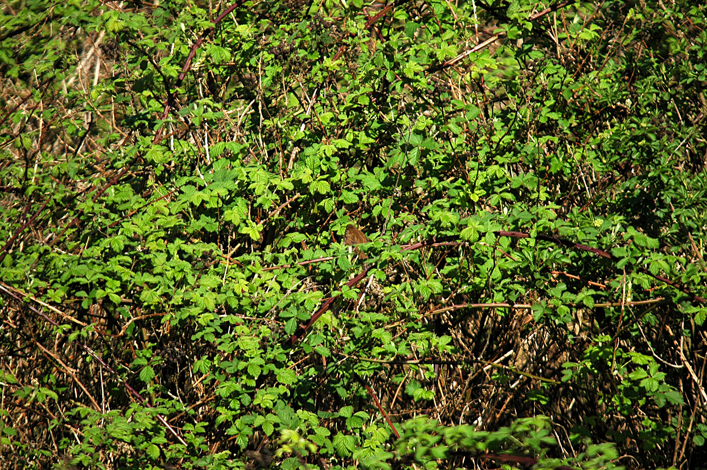 photos/wildlife/Bird_Species/154-Old_World_Warblers/6812-Cettis_Warbler/DSC_5498.JPG