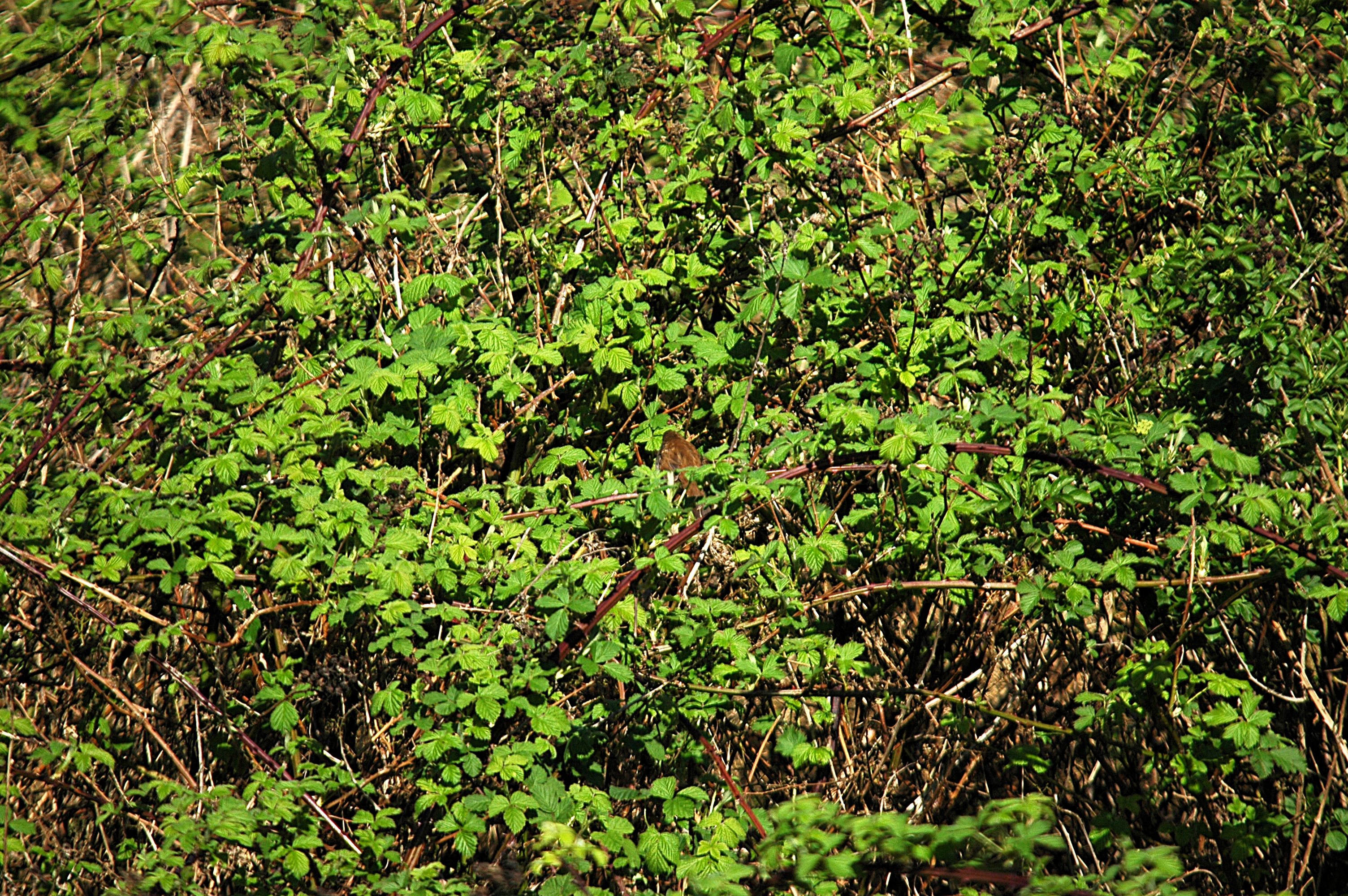 photos/wildlife/Bird_Species/154-Old_World_Warblers/6812-Cettis_Warbler/DSC_5499.JPG