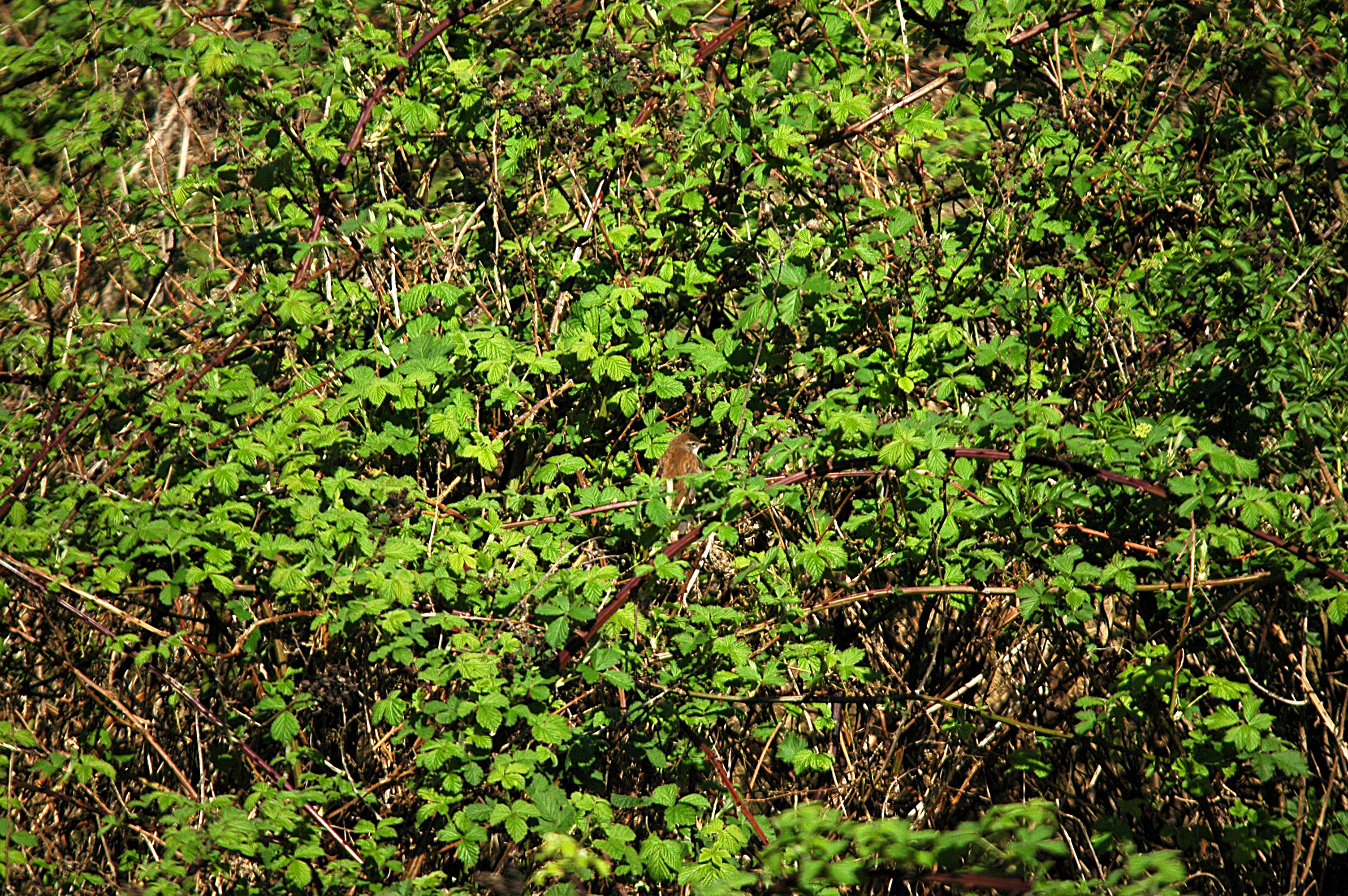 photos/wildlife/Bird_Species/154-Old_World_Warblers/6812-Cettis_Warbler/DSC_5501.JPG