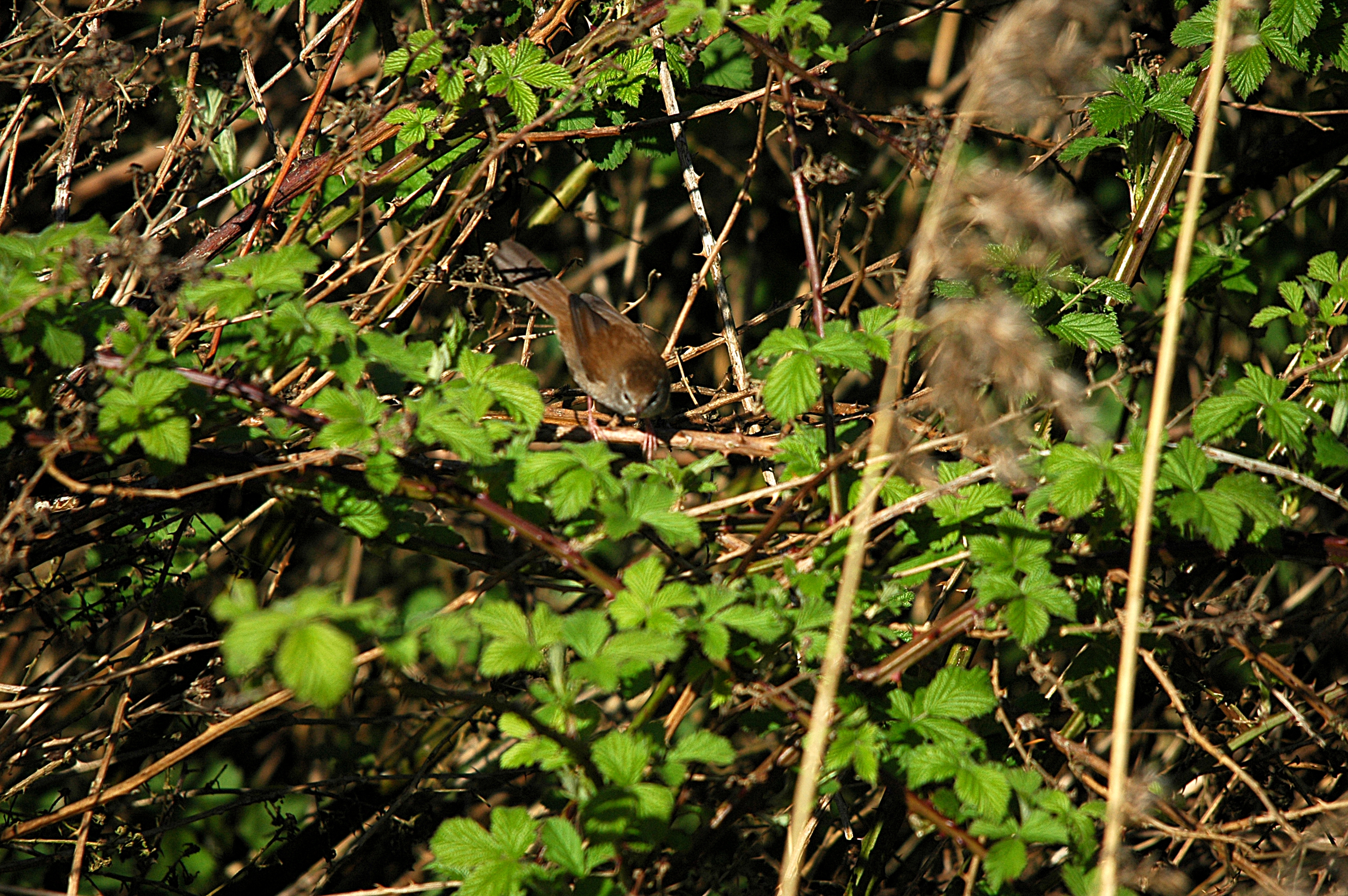 photos/wildlife/Bird_Species/154-Old_World_Warblers/6812-Cettis_Warbler/DSC_5504.JPG