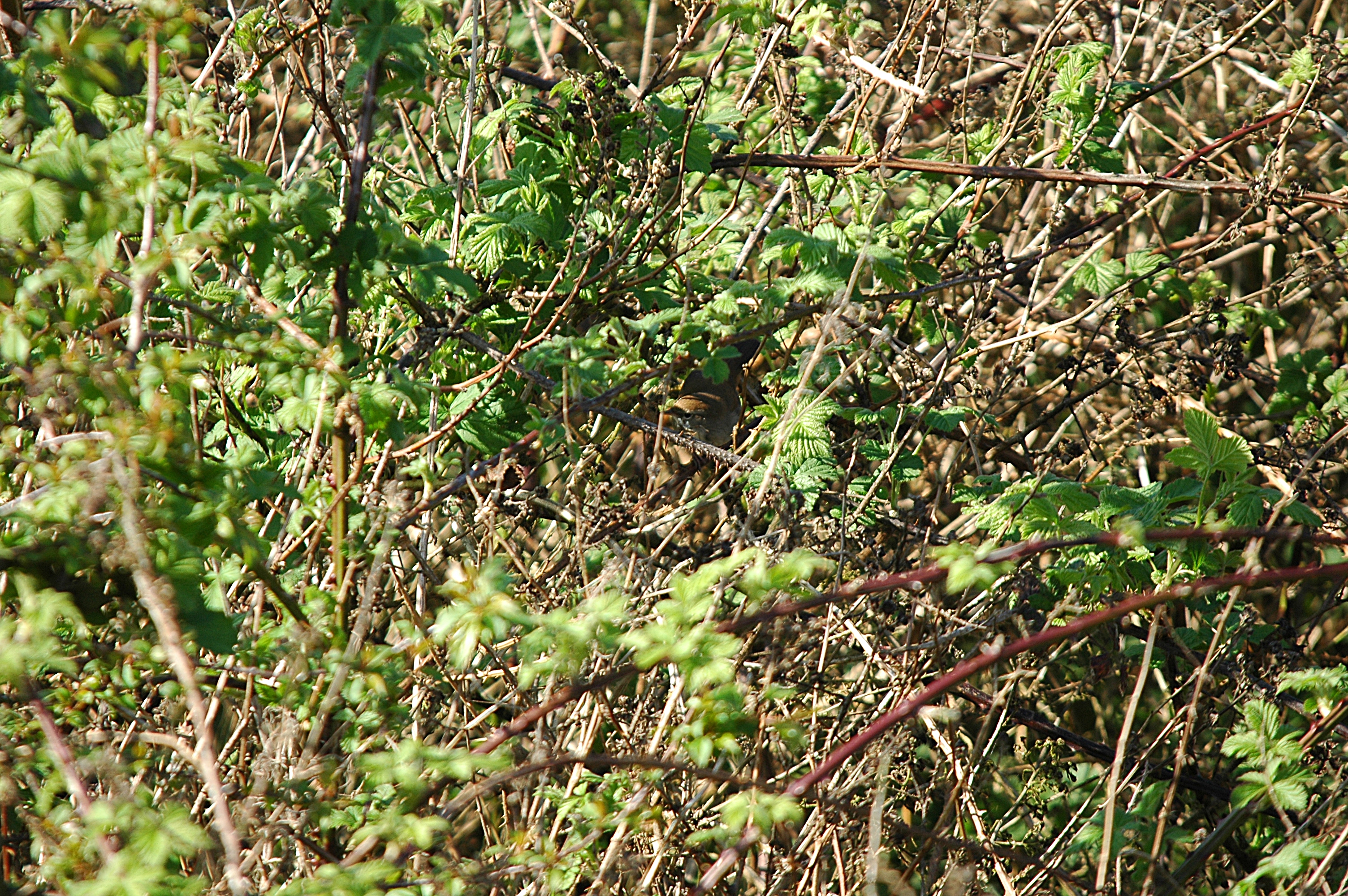 photos/wildlife/Bird_Species/154-Old_World_Warblers/6812-Cettis_Warbler/DSC_5540.JPG