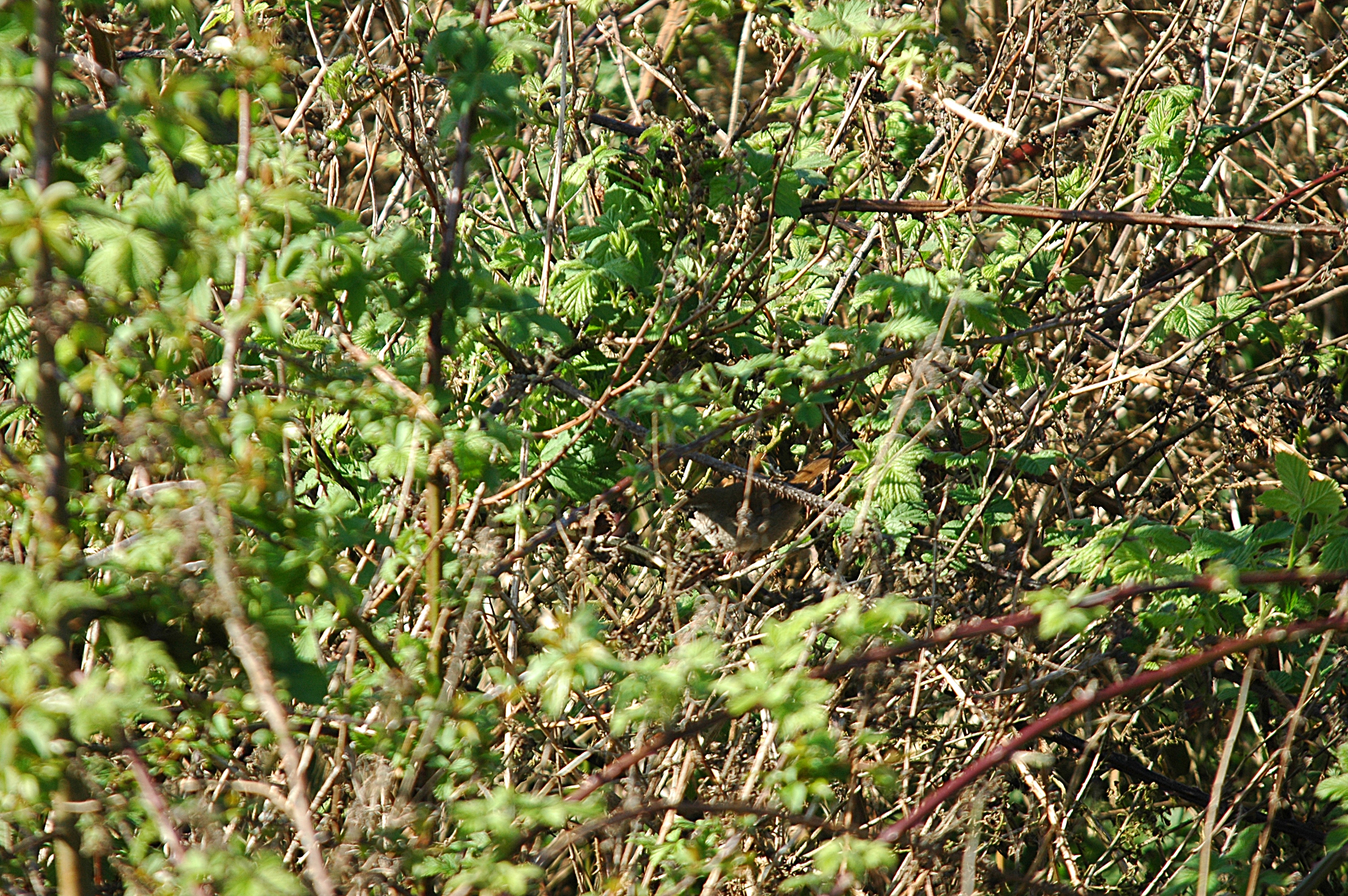 photos/wildlife/Bird_Species/154-Old_World_Warblers/6812-Cettis_Warbler/DSC_5541.JPG