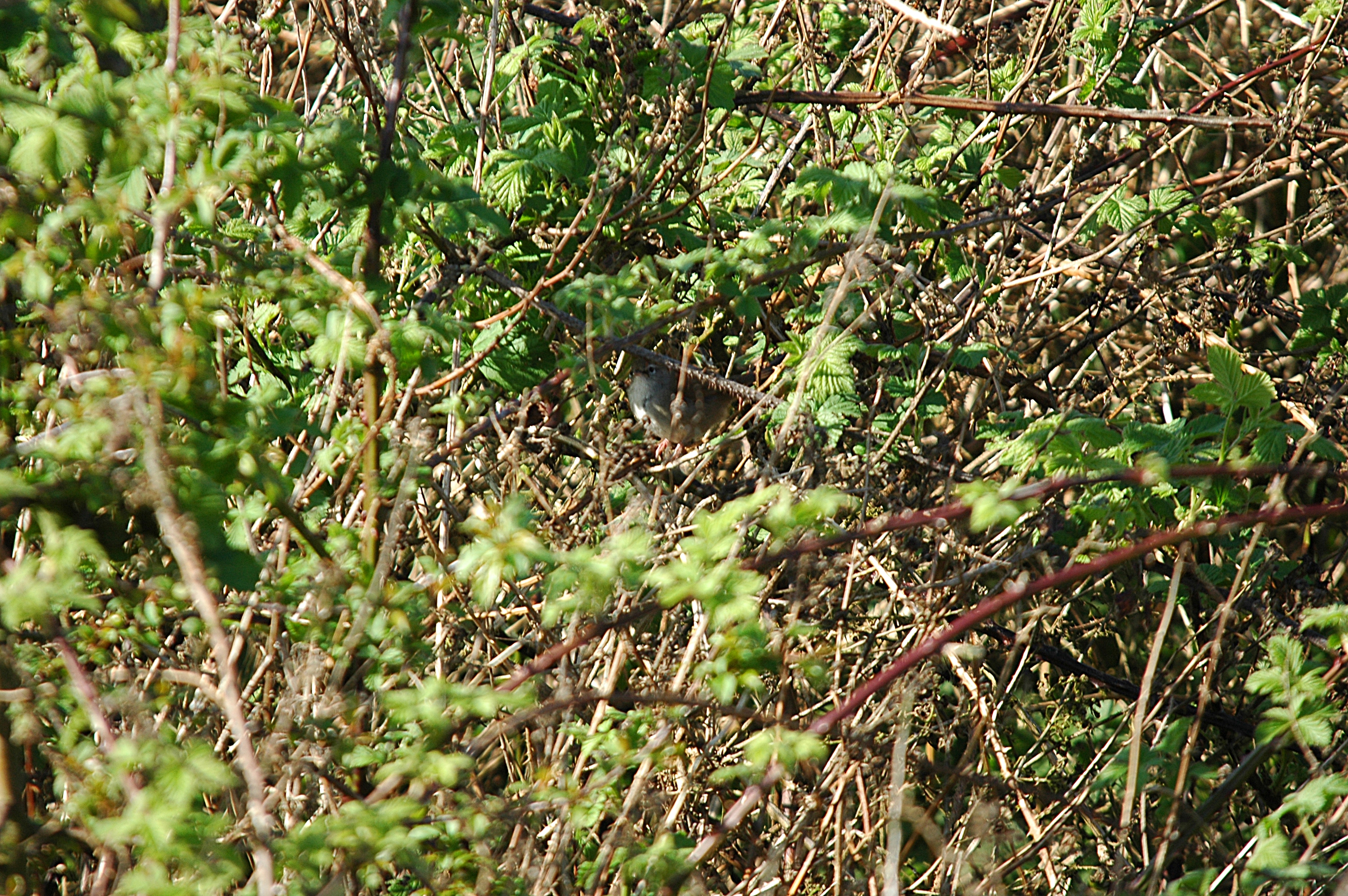 photos/wildlife/Bird_Species/154-Old_World_Warblers/6812-Cettis_Warbler/DSC_5542.JPG