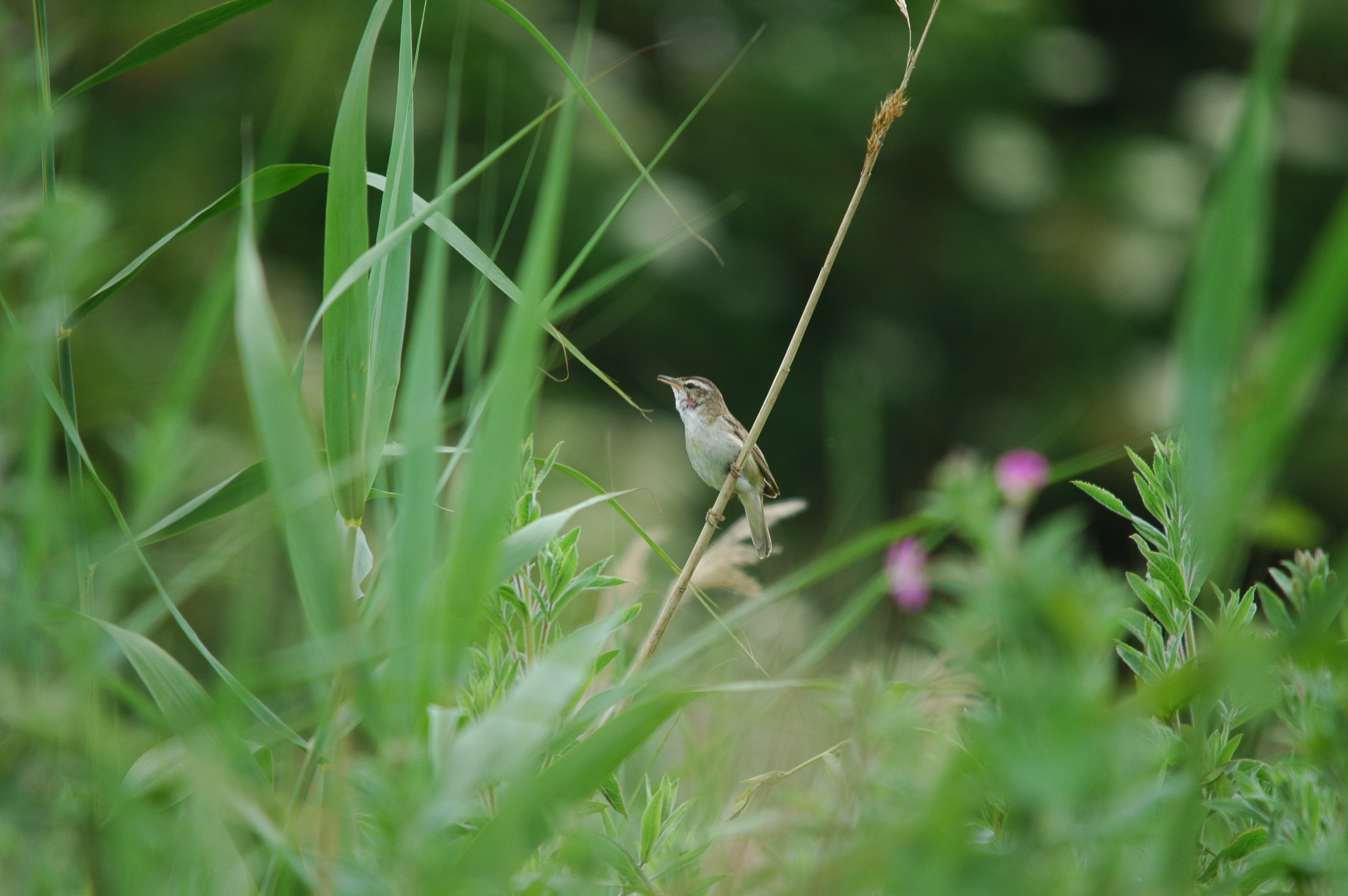 photos/wildlife/Bird_Species/154-Old_World_Warblers/6884-Sedge_Warbler/20090628-Blacktoft-01.JPG