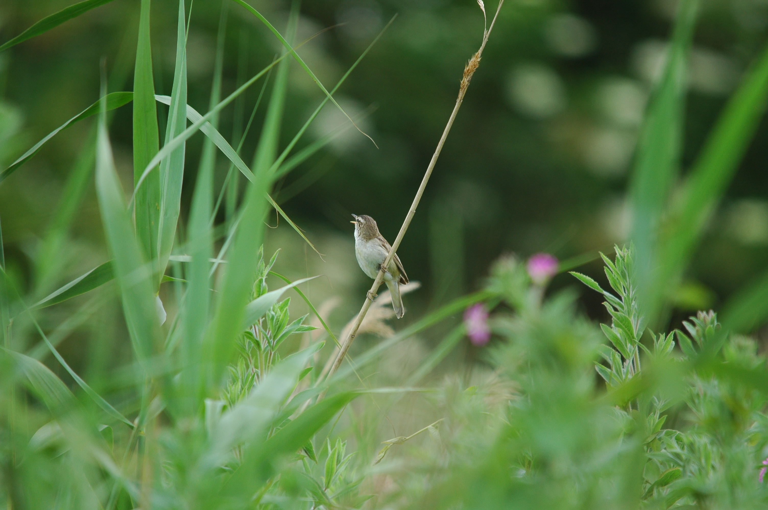 photos/wildlife/Bird_Species/154-Old_World_Warblers/6884-Sedge_Warbler/20090628-Blacktoft-02.JPG