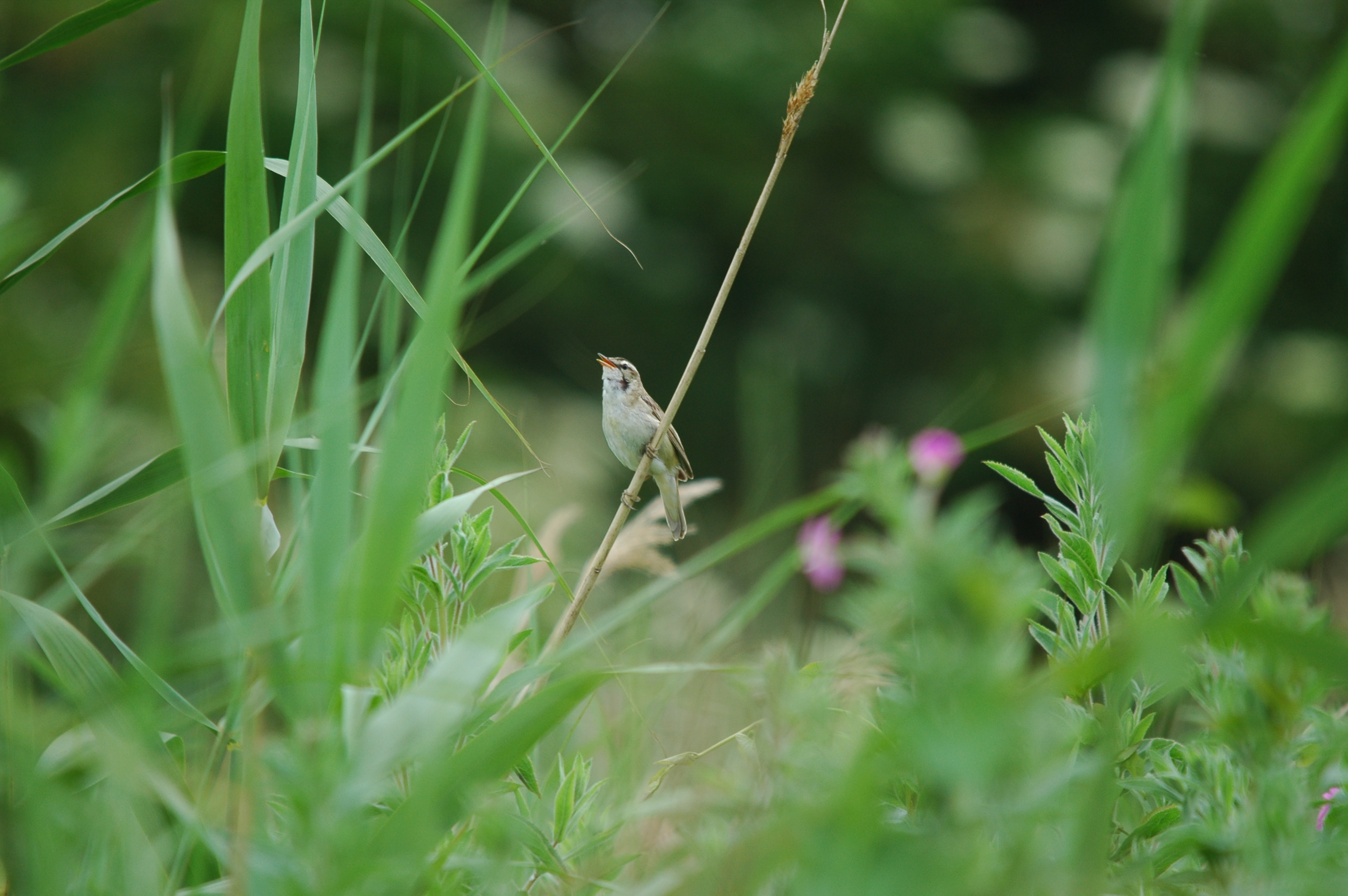 photos/wildlife/Bird_Species/154-Old_World_Warblers/6884-Sedge_Warbler/20090628-Blacktoft-03.JPG