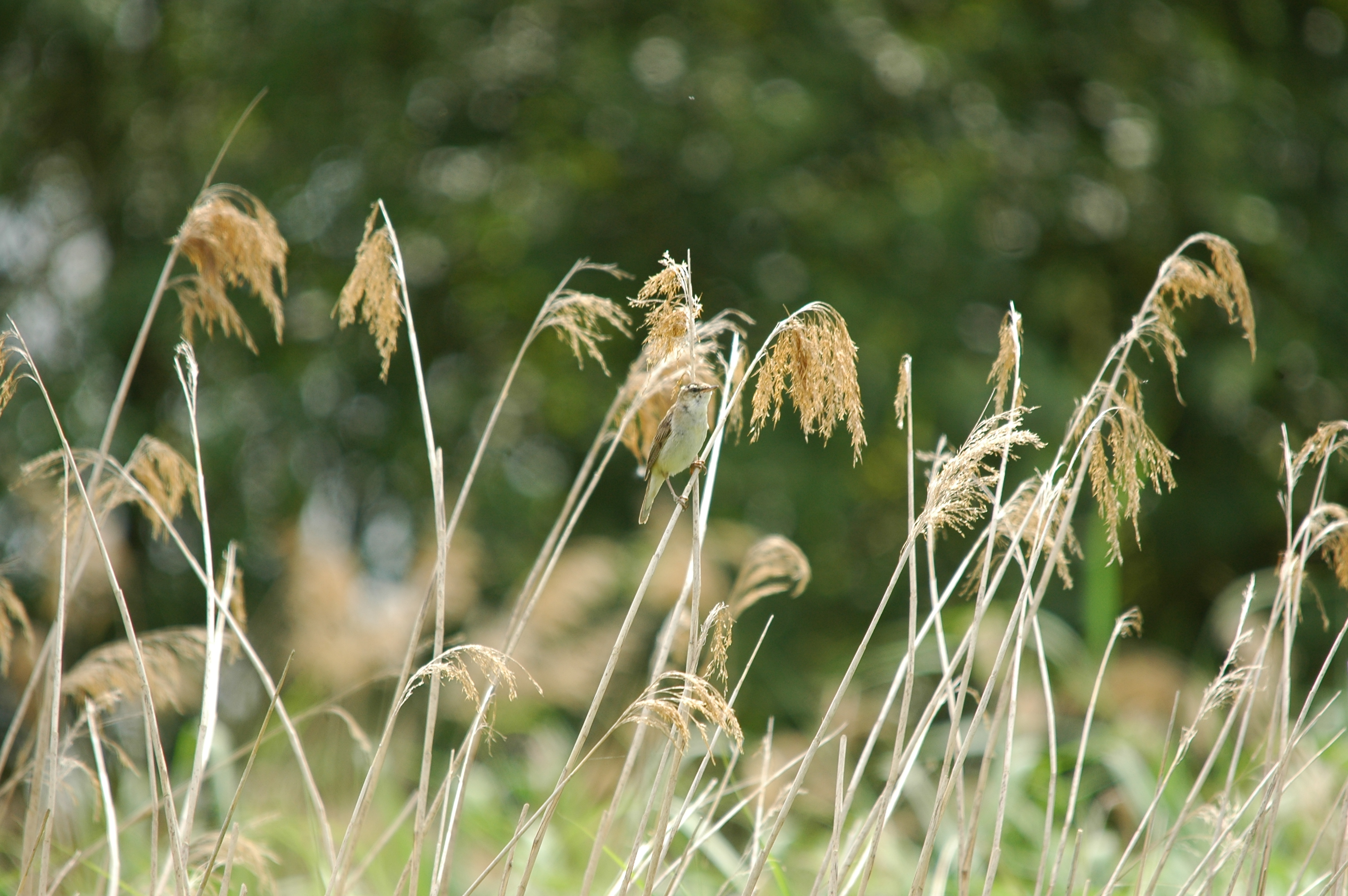 photos/wildlife/Bird_Species/154-Old_World_Warblers/6884-Sedge_Warbler/20090704-Blacktoft-2.jpg