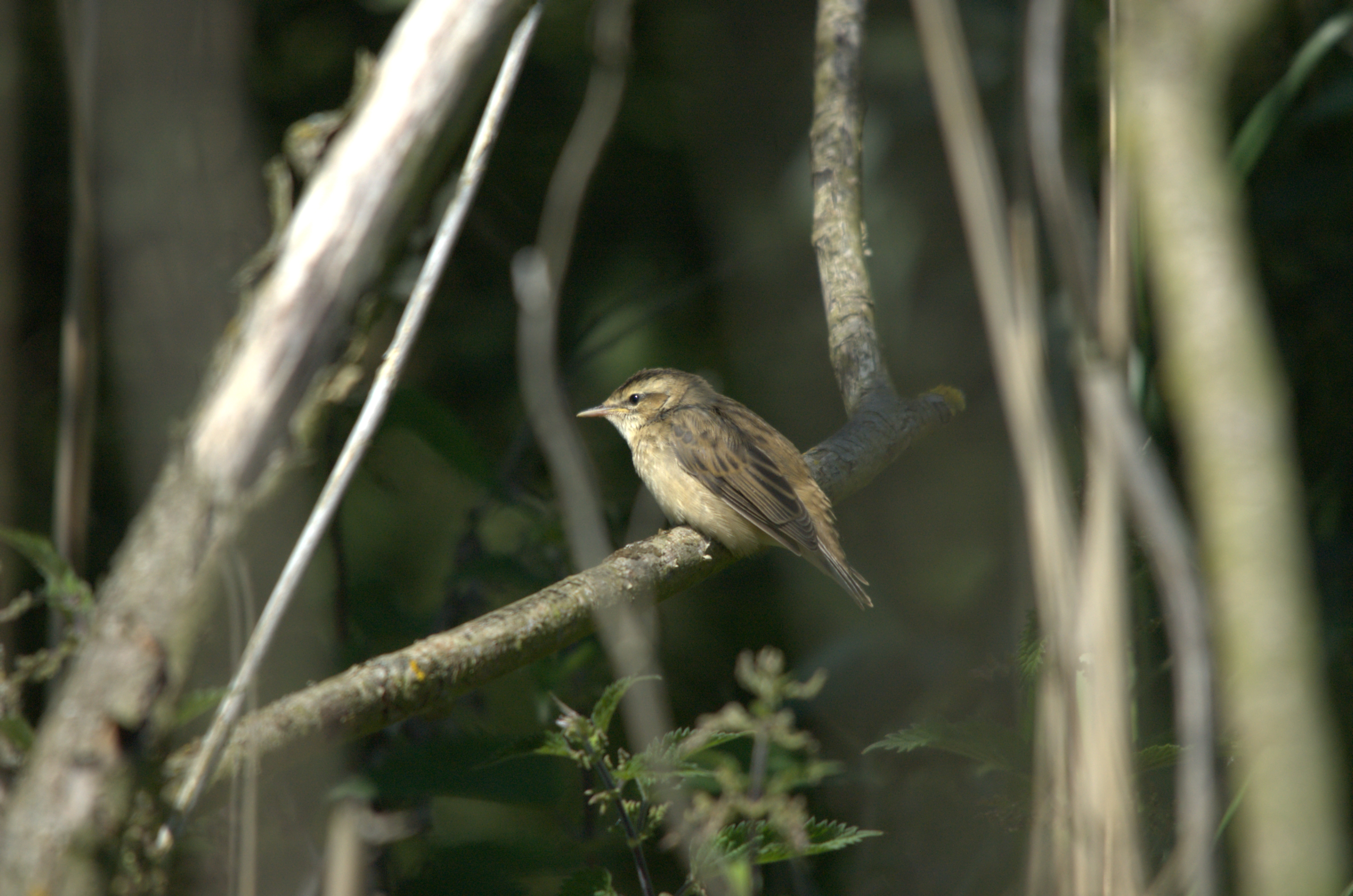 photos/wildlife/Bird_Species/154-Old_World_Warblers/6884-Sedge_Warbler/DSC_2357.jpg