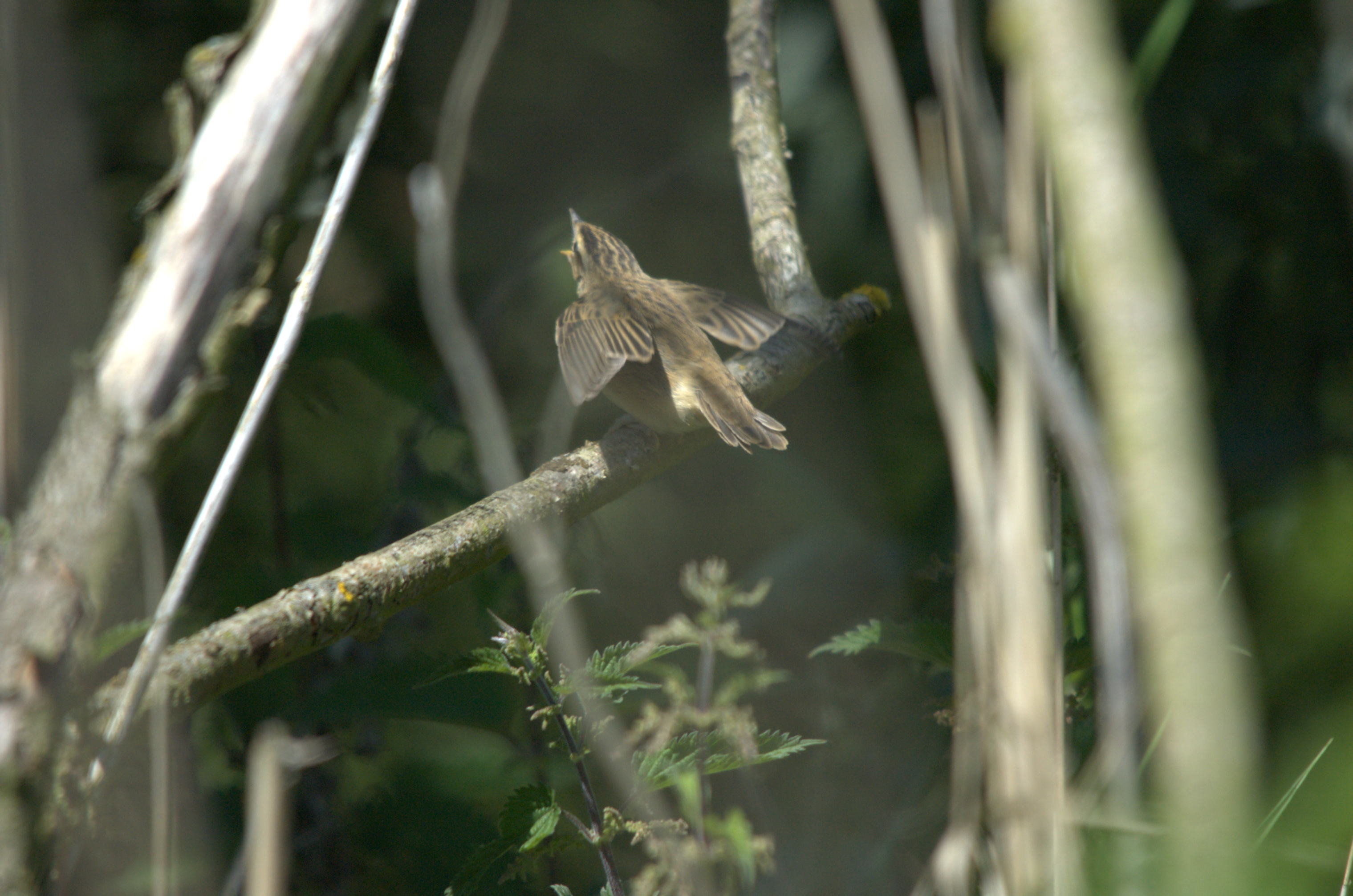 photos/wildlife/Bird_Species/154-Old_World_Warblers/6884-Sedge_Warbler/DSC_2358.jpg