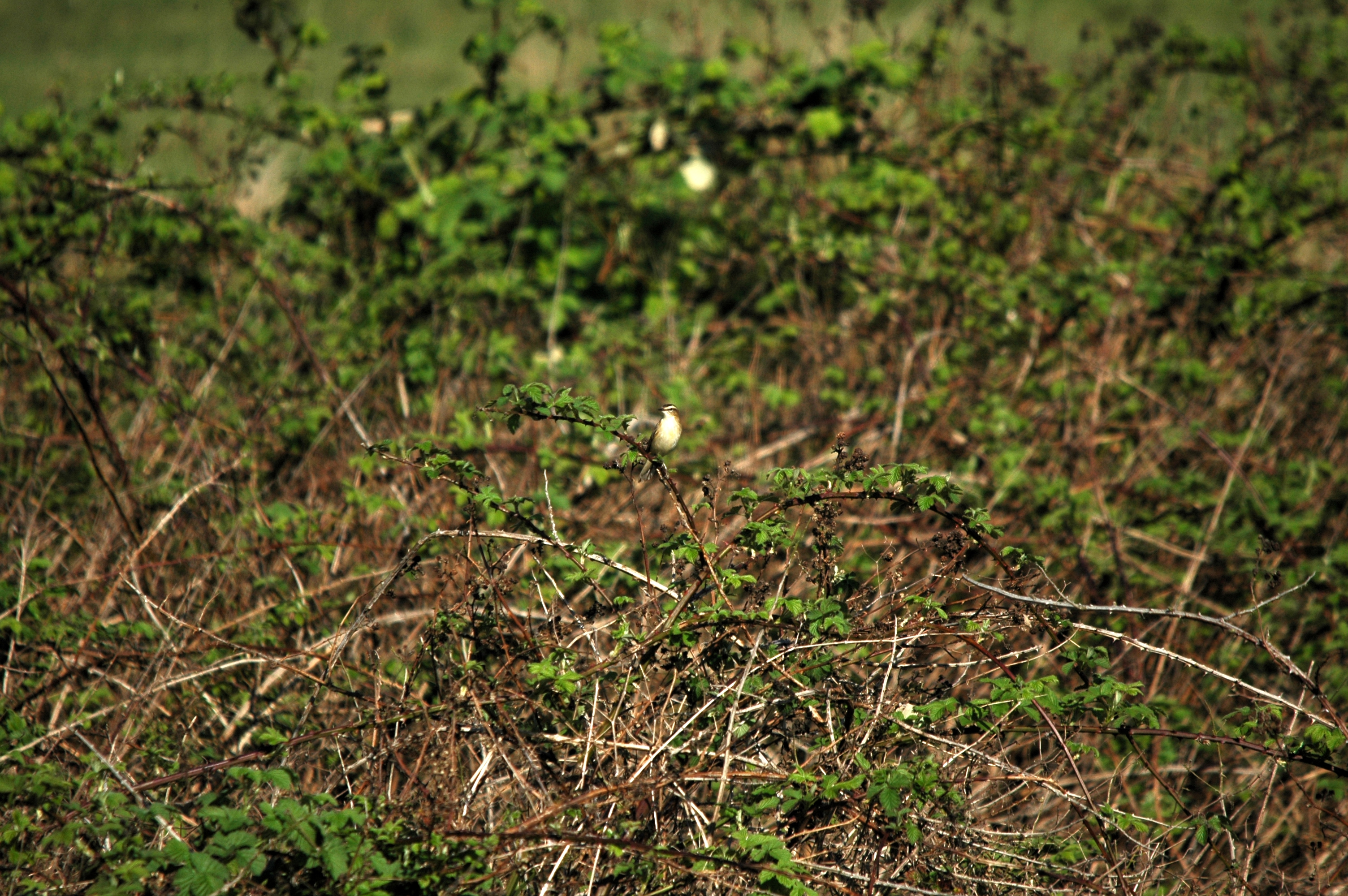 photos/wildlife/Bird_Species/154-Old_World_Warblers/6884-Sedge_Warbler/DSC_5453.JPG