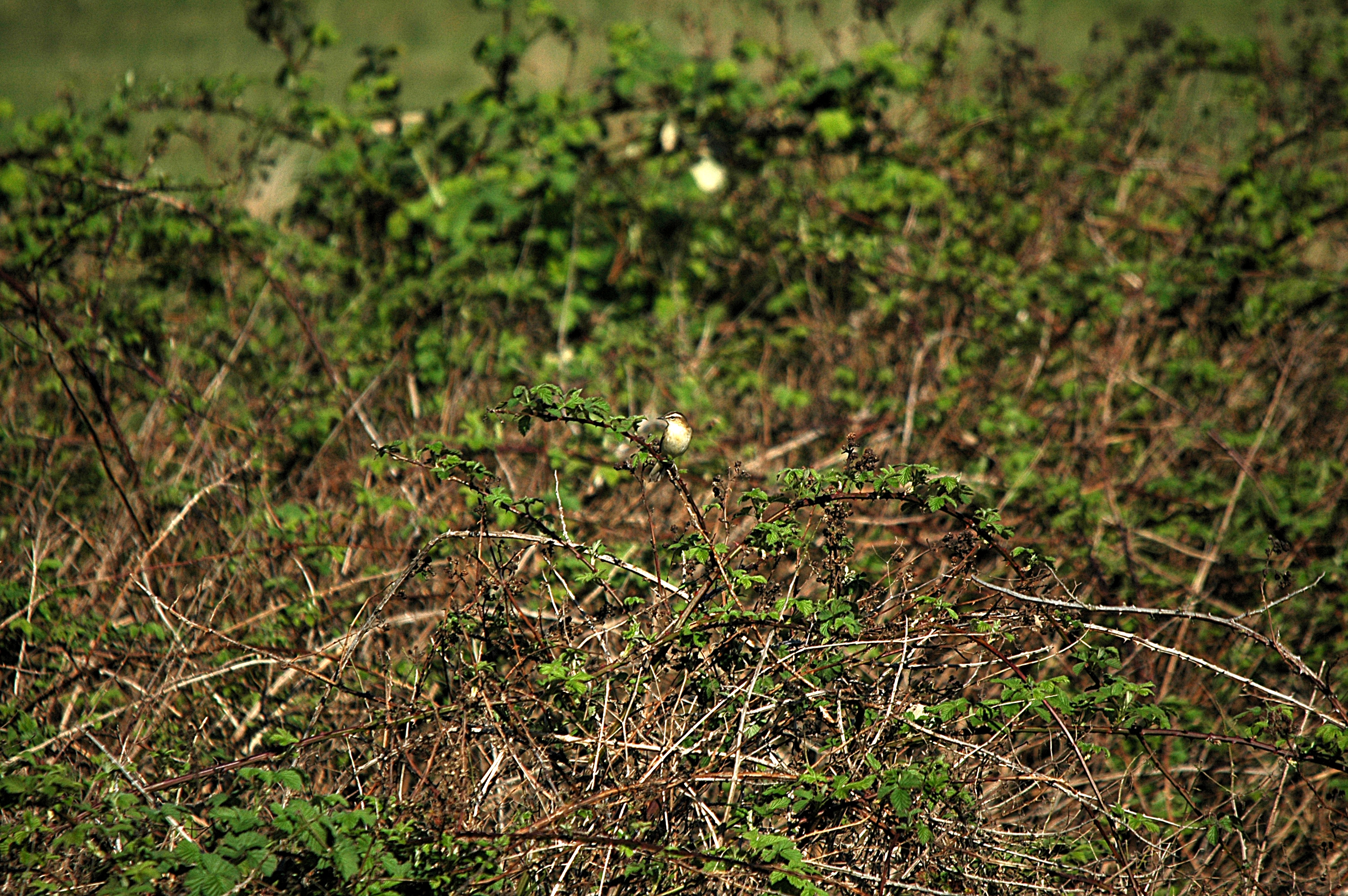 photos/wildlife/Bird_Species/154-Old_World_Warblers/6884-Sedge_Warbler/DSC_5454.JPG