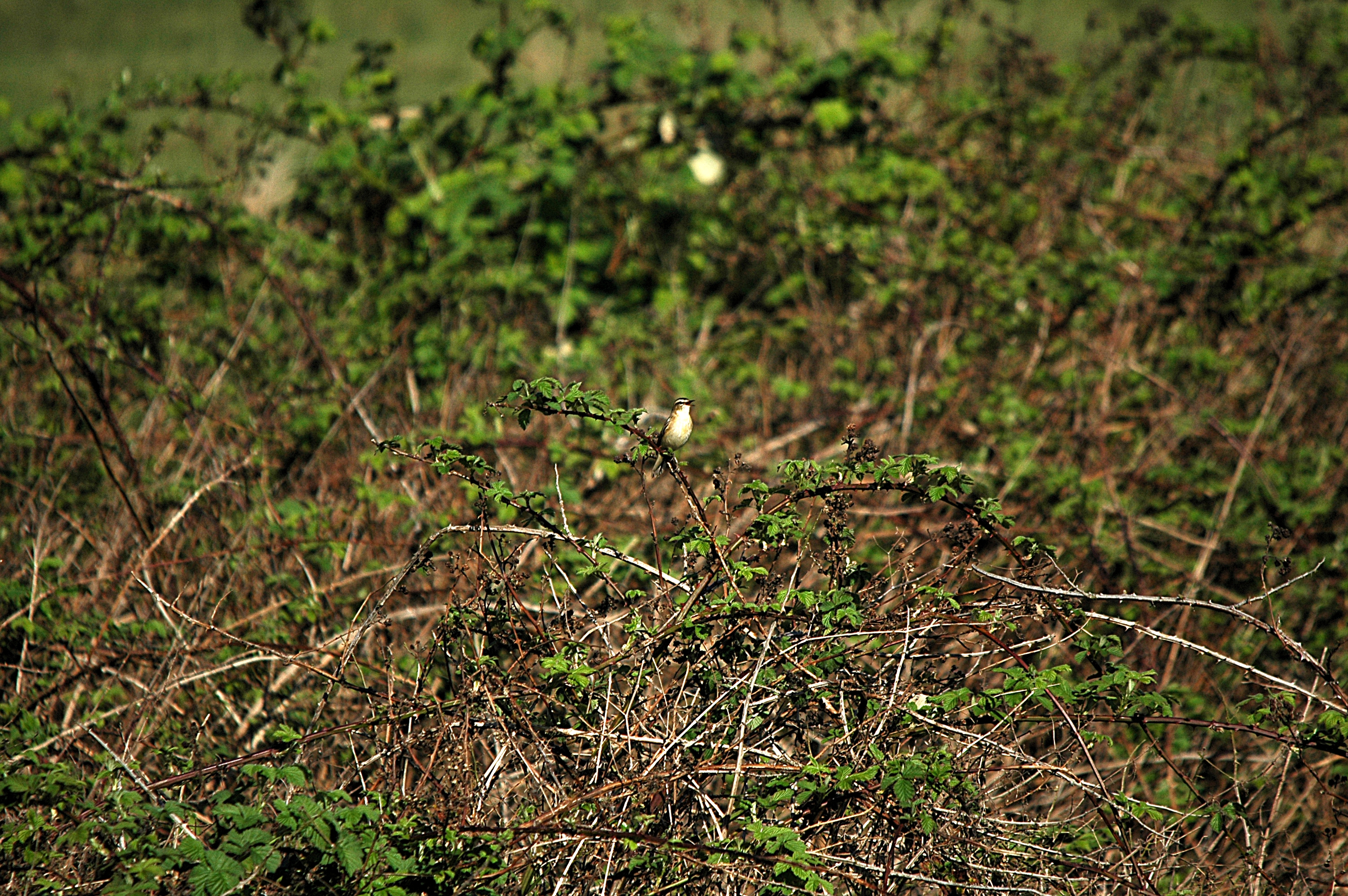 photos/wildlife/Bird_Species/154-Old_World_Warblers/6884-Sedge_Warbler/DSC_5455.JPG