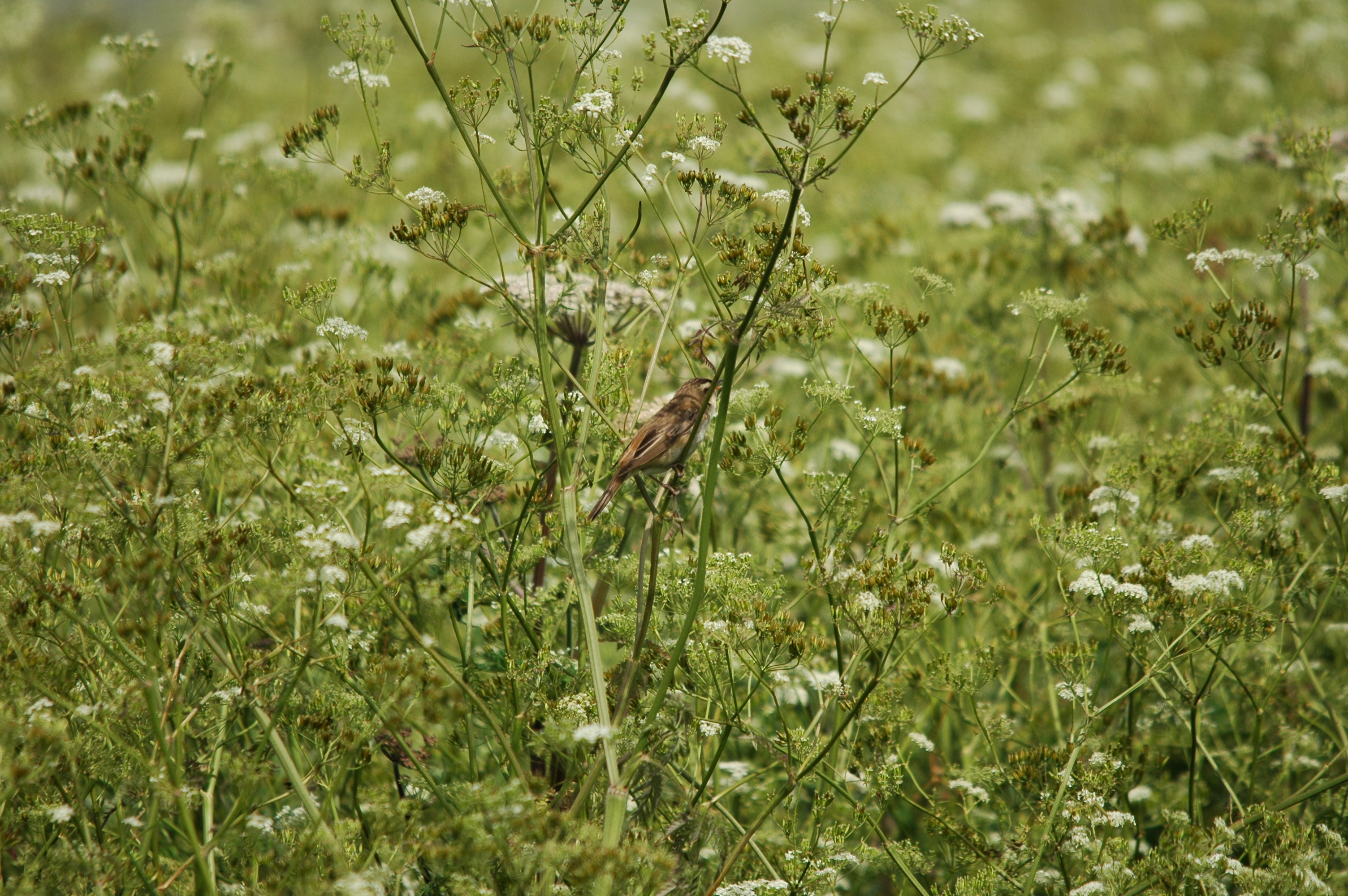 photos/wildlife/Bird_Species/154-Old_World_Warblers/6884-Sedge_Warbler/DSC_5993.JPG