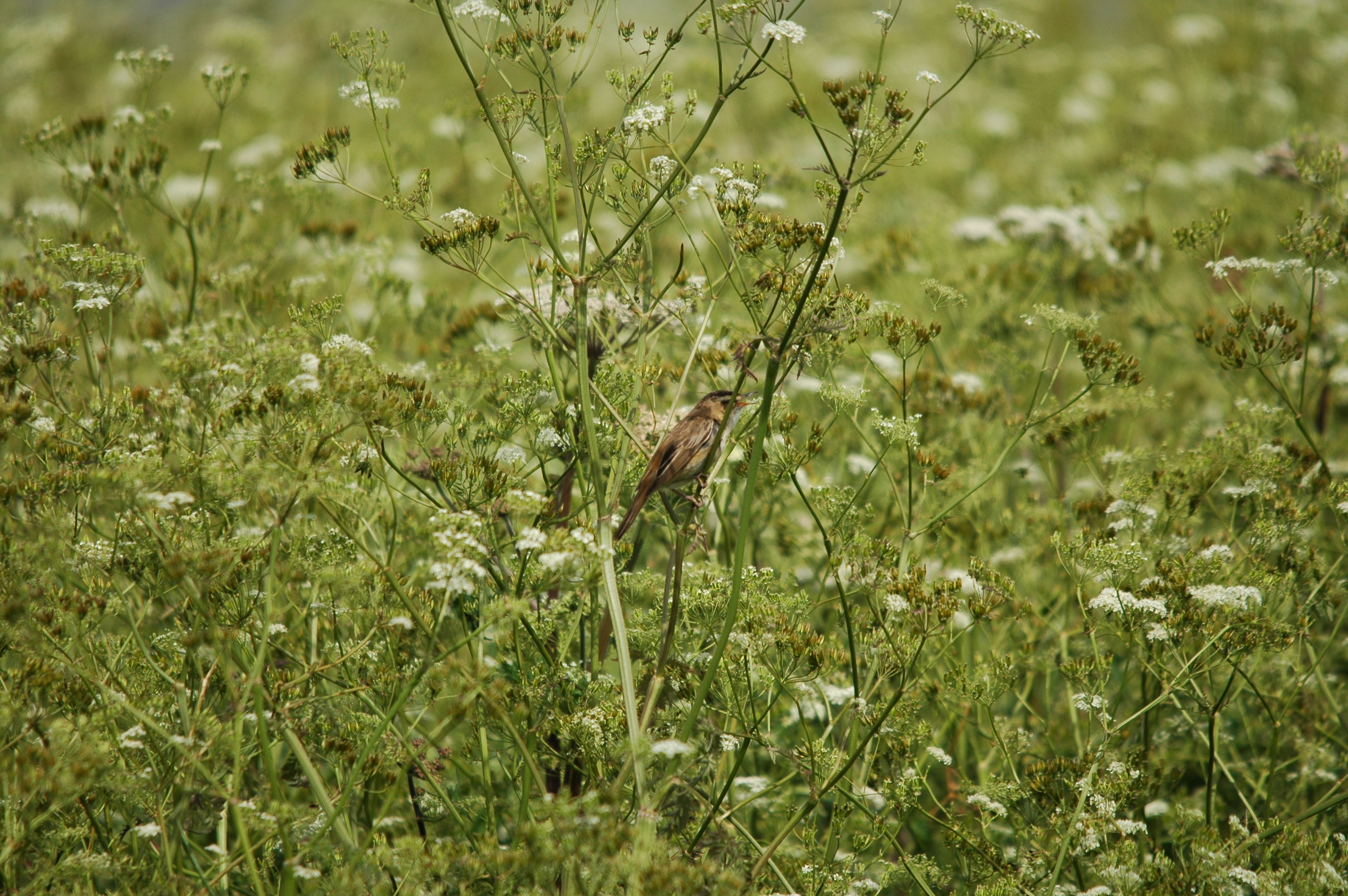 photos/wildlife/Bird_Species/154-Old_World_Warblers/6884-Sedge_Warbler/DSC_5994.JPG