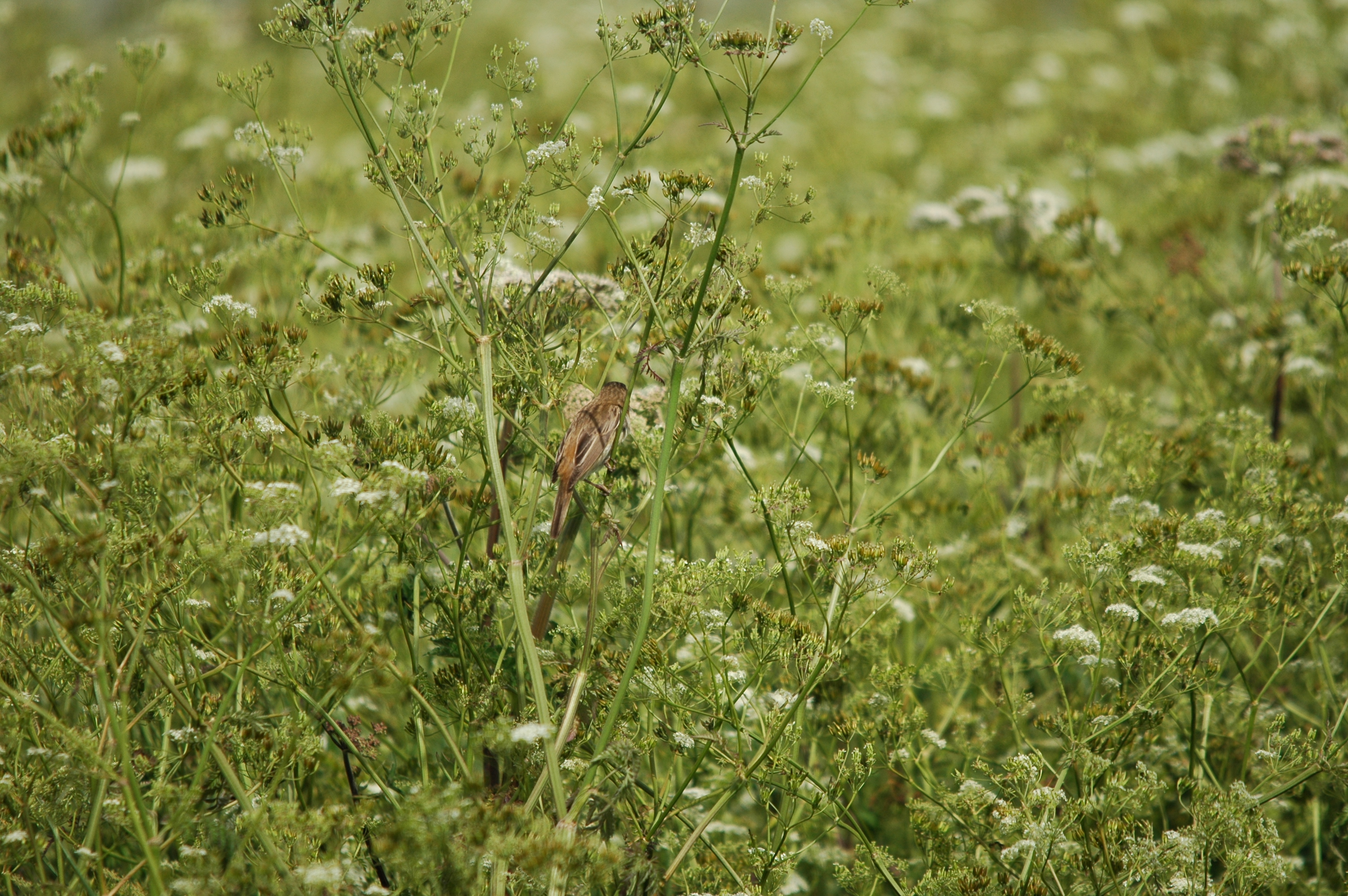 photos/wildlife/Bird_Species/154-Old_World_Warblers/6884-Sedge_Warbler/DSC_5995.JPG