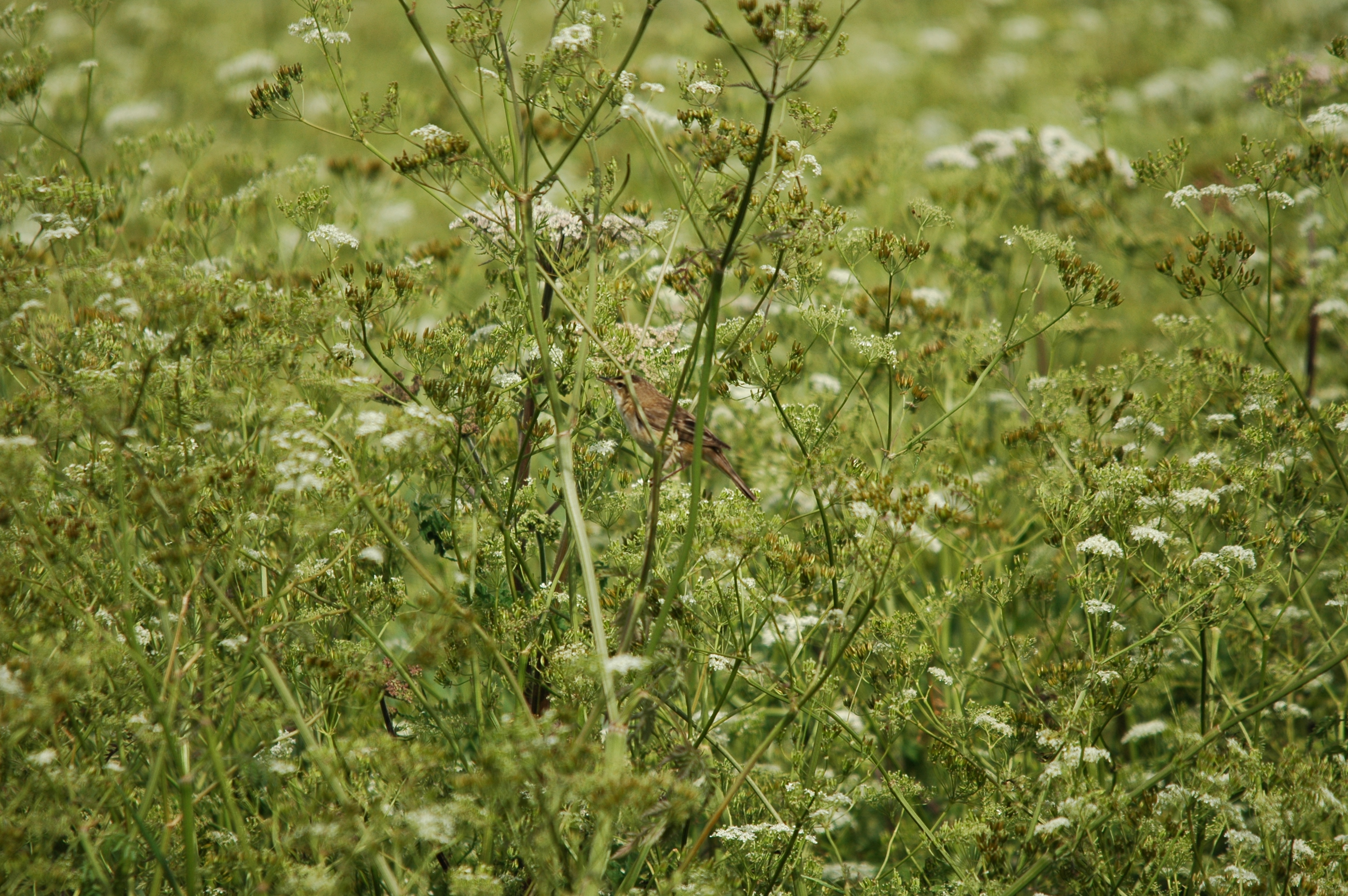 photos/wildlife/Bird_Species/154-Old_World_Warblers/6884-Sedge_Warbler/DSC_5997.JPG