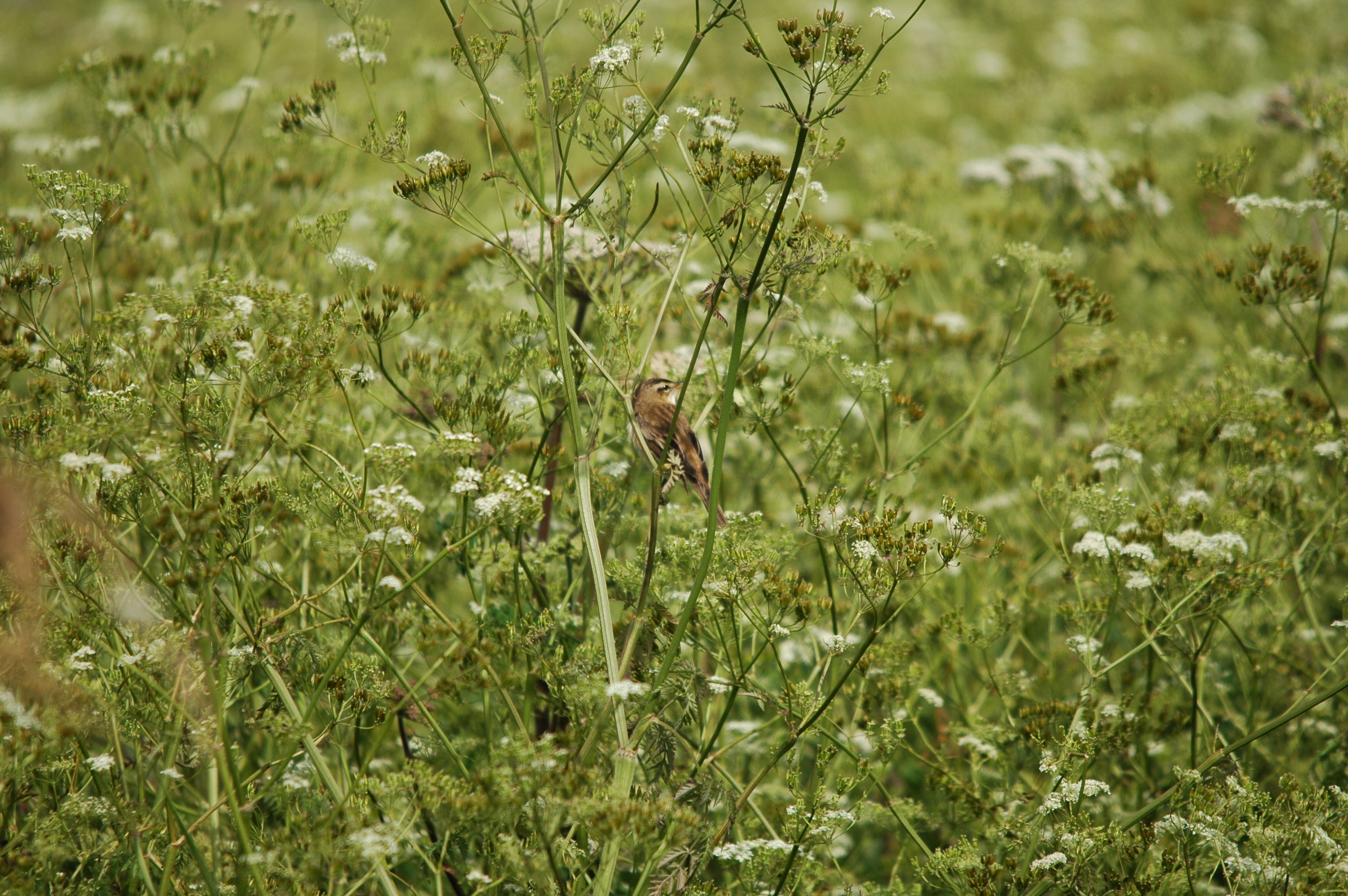 photos/wildlife/Bird_Species/154-Old_World_Warblers/6884-Sedge_Warbler/DSC_5999.JPG