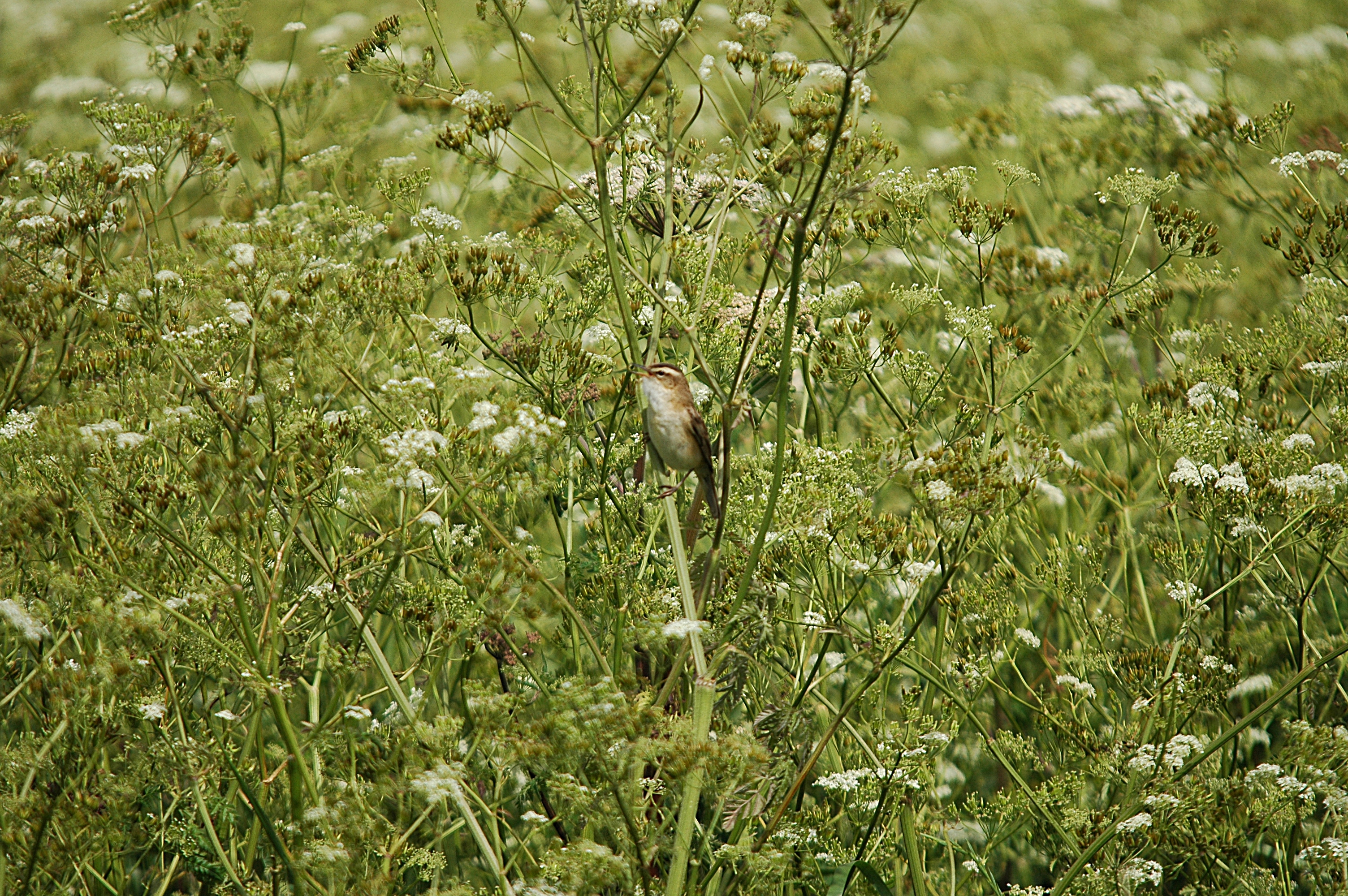 photos/wildlife/Bird_Species/154-Old_World_Warblers/6884-Sedge_Warbler/DSC_6000.JPG