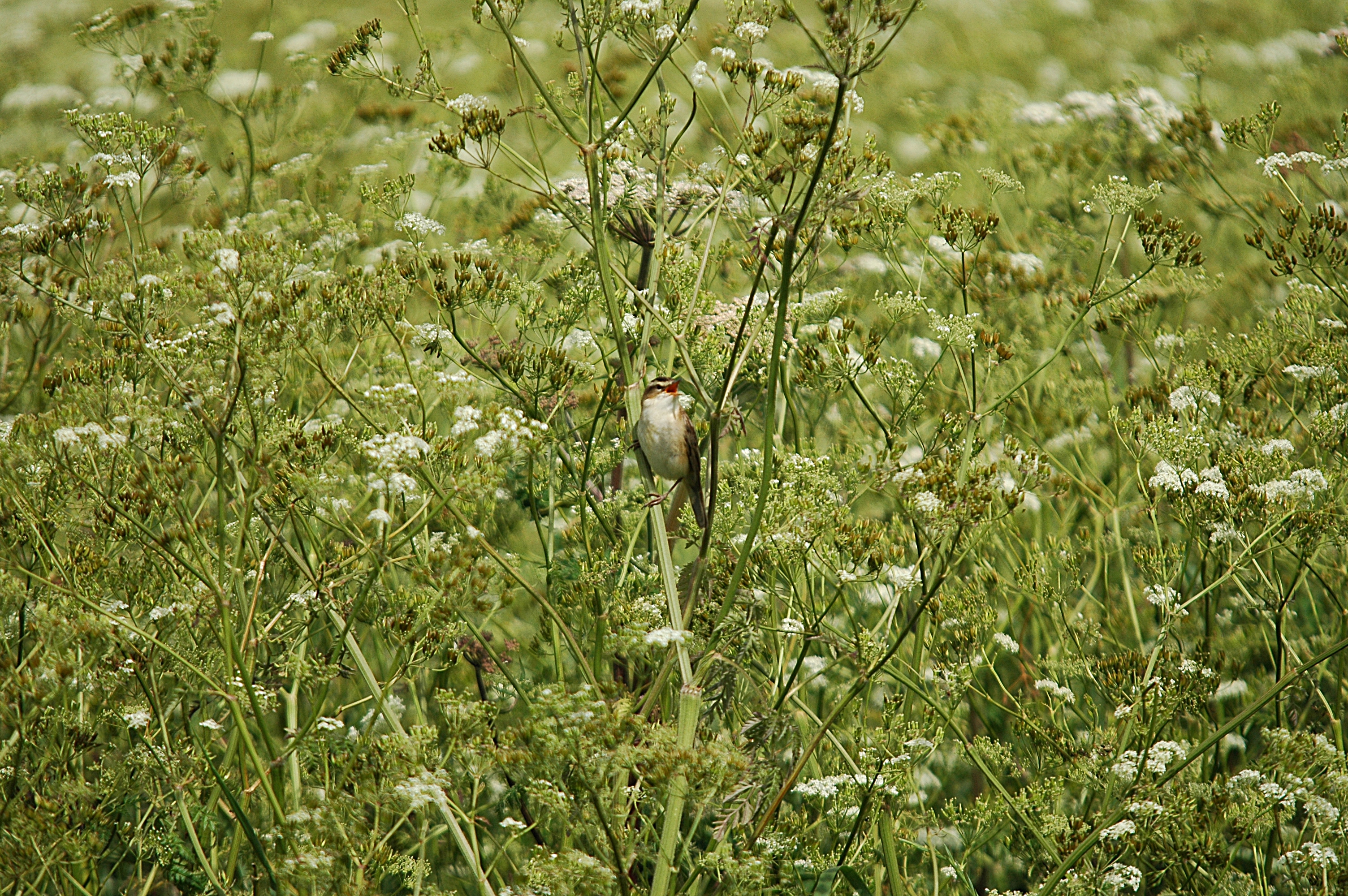 photos/wildlife/Bird_Species/154-Old_World_Warblers/6884-Sedge_Warbler/DSC_6001.JPG
