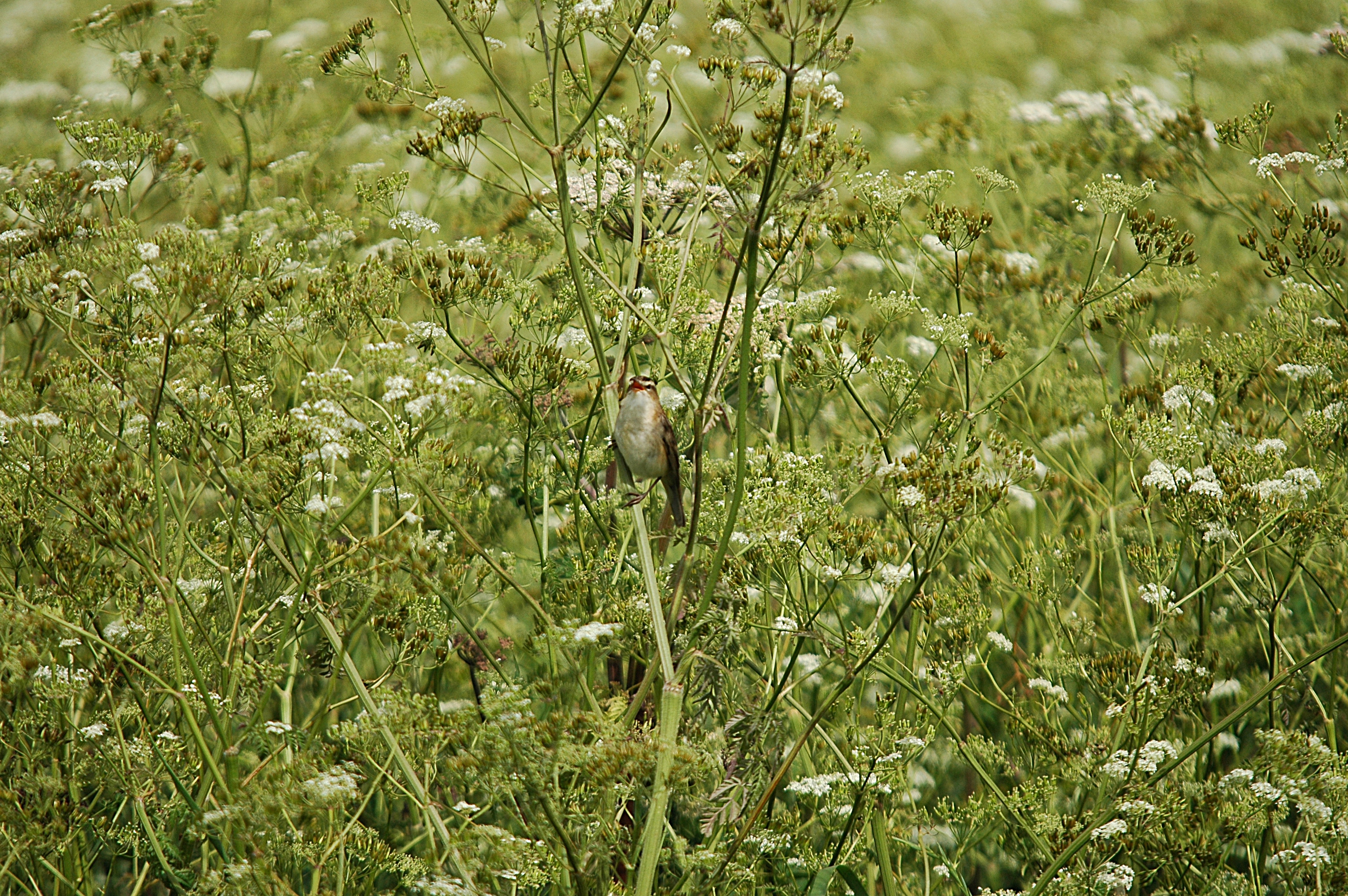 photos/wildlife/Bird_Species/154-Old_World_Warblers/6884-Sedge_Warbler/DSC_6002.JPG