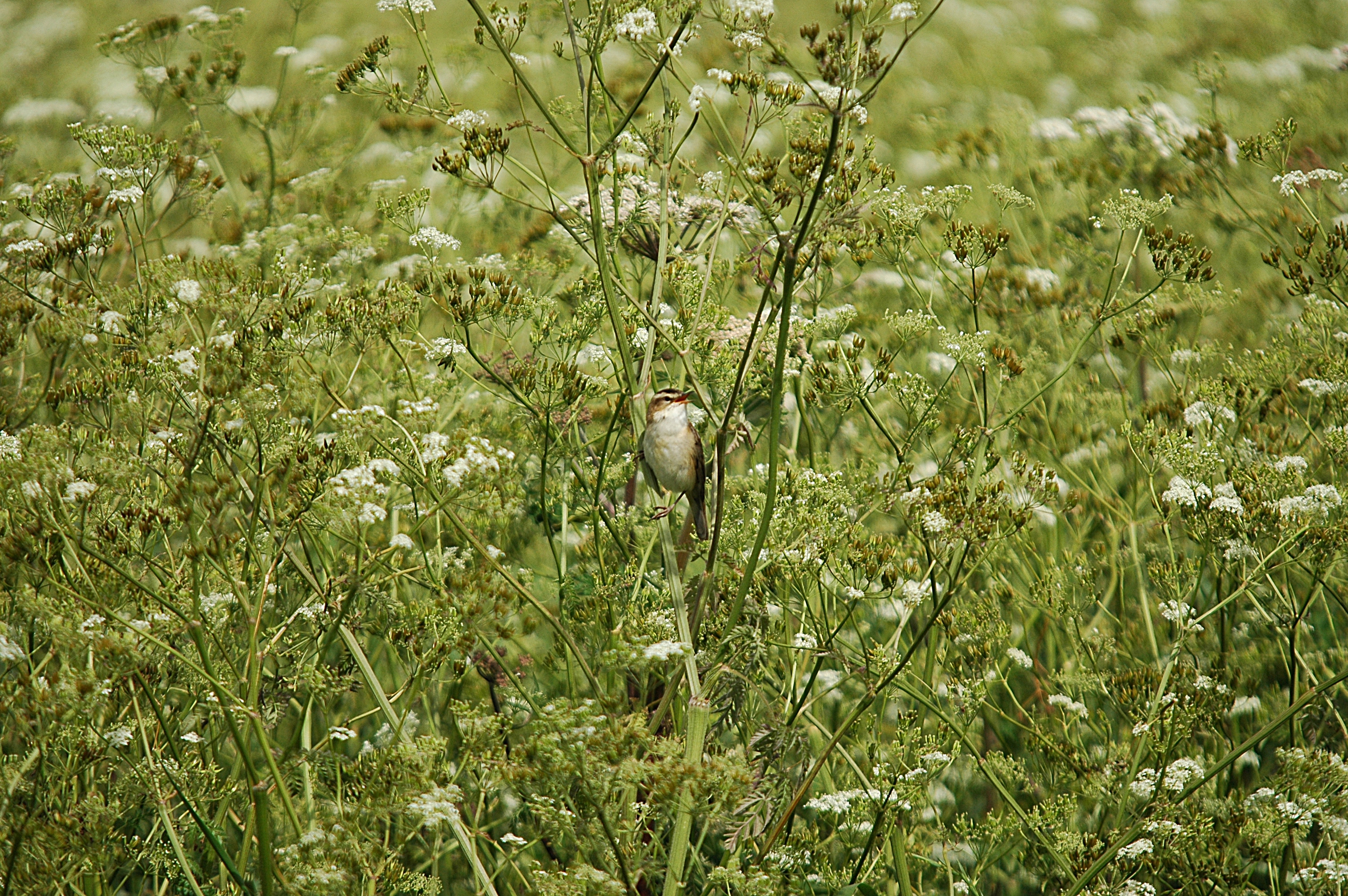 photos/wildlife/Bird_Species/154-Old_World_Warblers/6884-Sedge_Warbler/DSC_6003.JPG