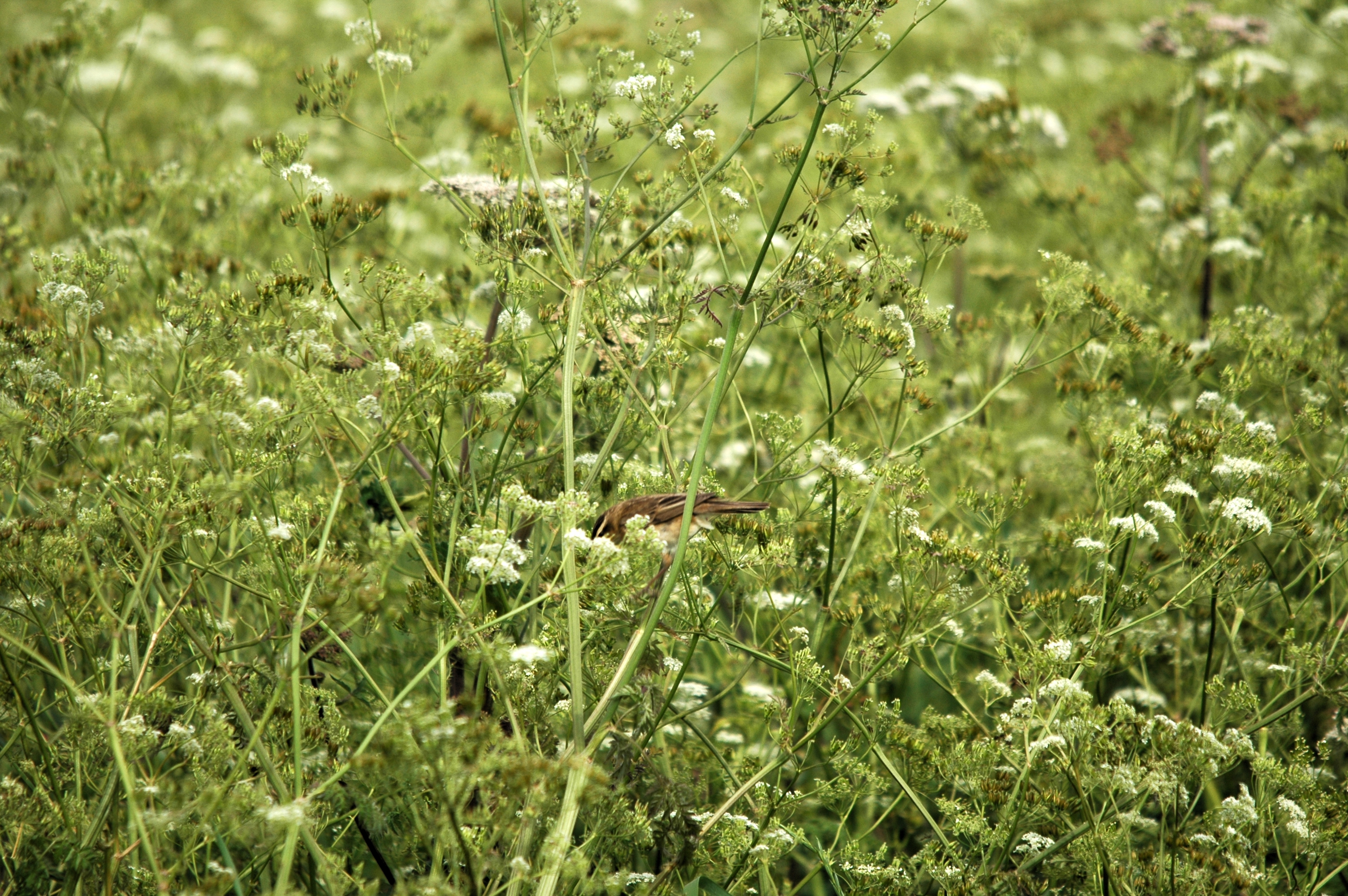 photos/wildlife/Bird_Species/154-Old_World_Warblers/6884-Sedge_Warbler/DSC_6044.JPG