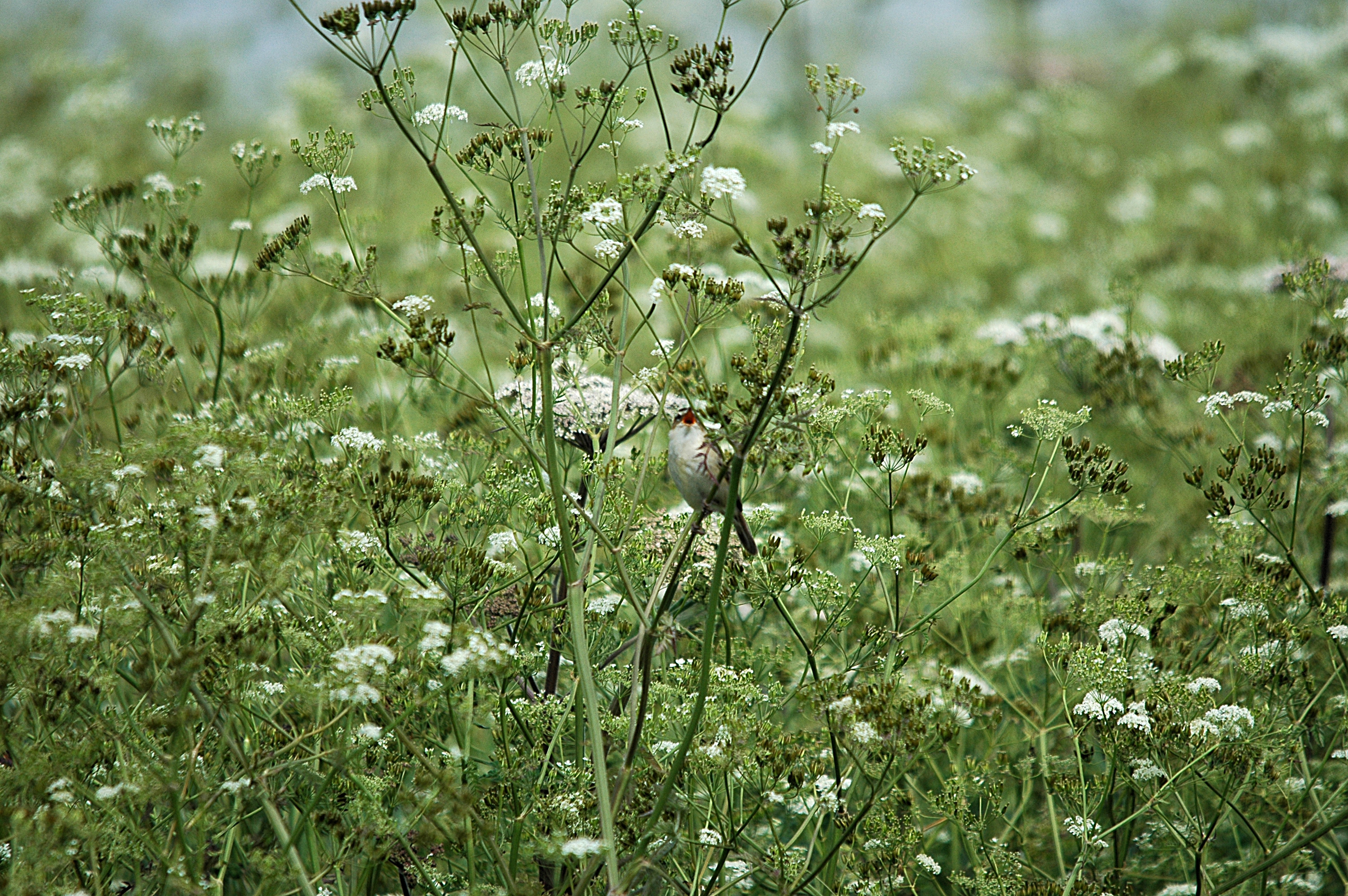 photos/wildlife/Bird_Species/154-Old_World_Warblers/6884-Sedge_Warbler/DSC_6046.JPG