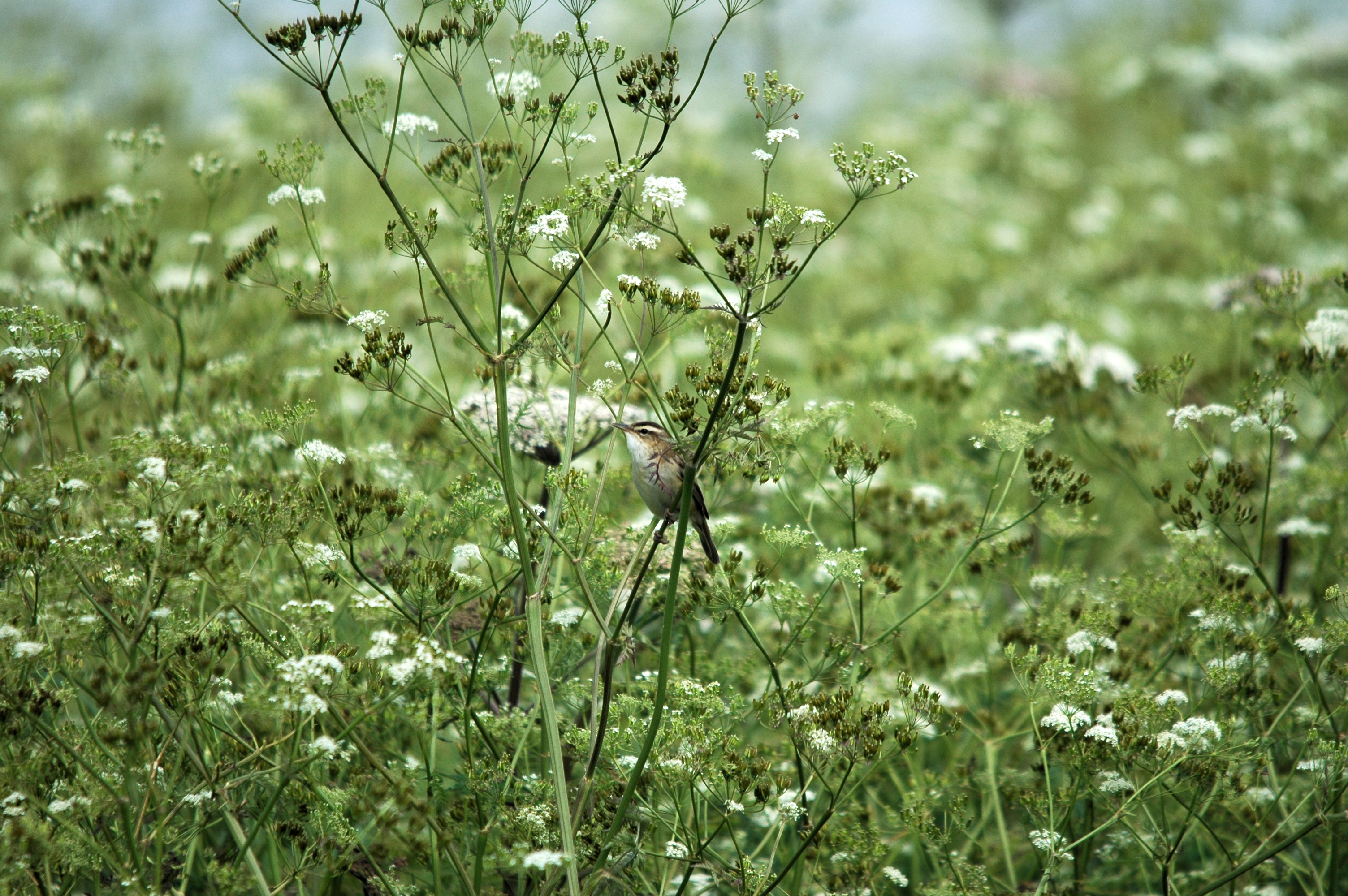photos/wildlife/Bird_Species/154-Old_World_Warblers/6884-Sedge_Warbler/DSC_6047.JPG