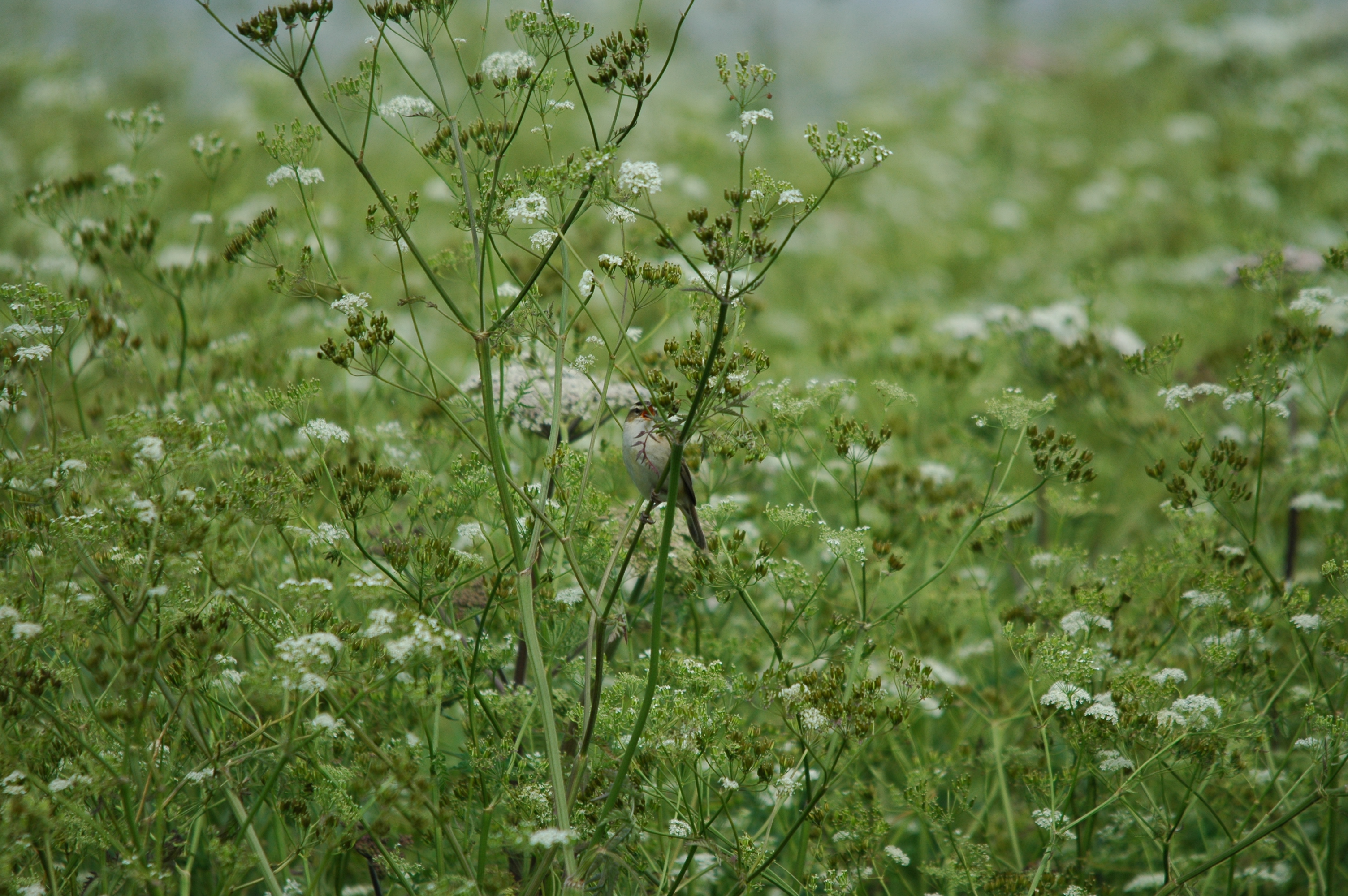 photos/wildlife/Bird_Species/154-Old_World_Warblers/6884-Sedge_Warbler/DSC_6049.JPG