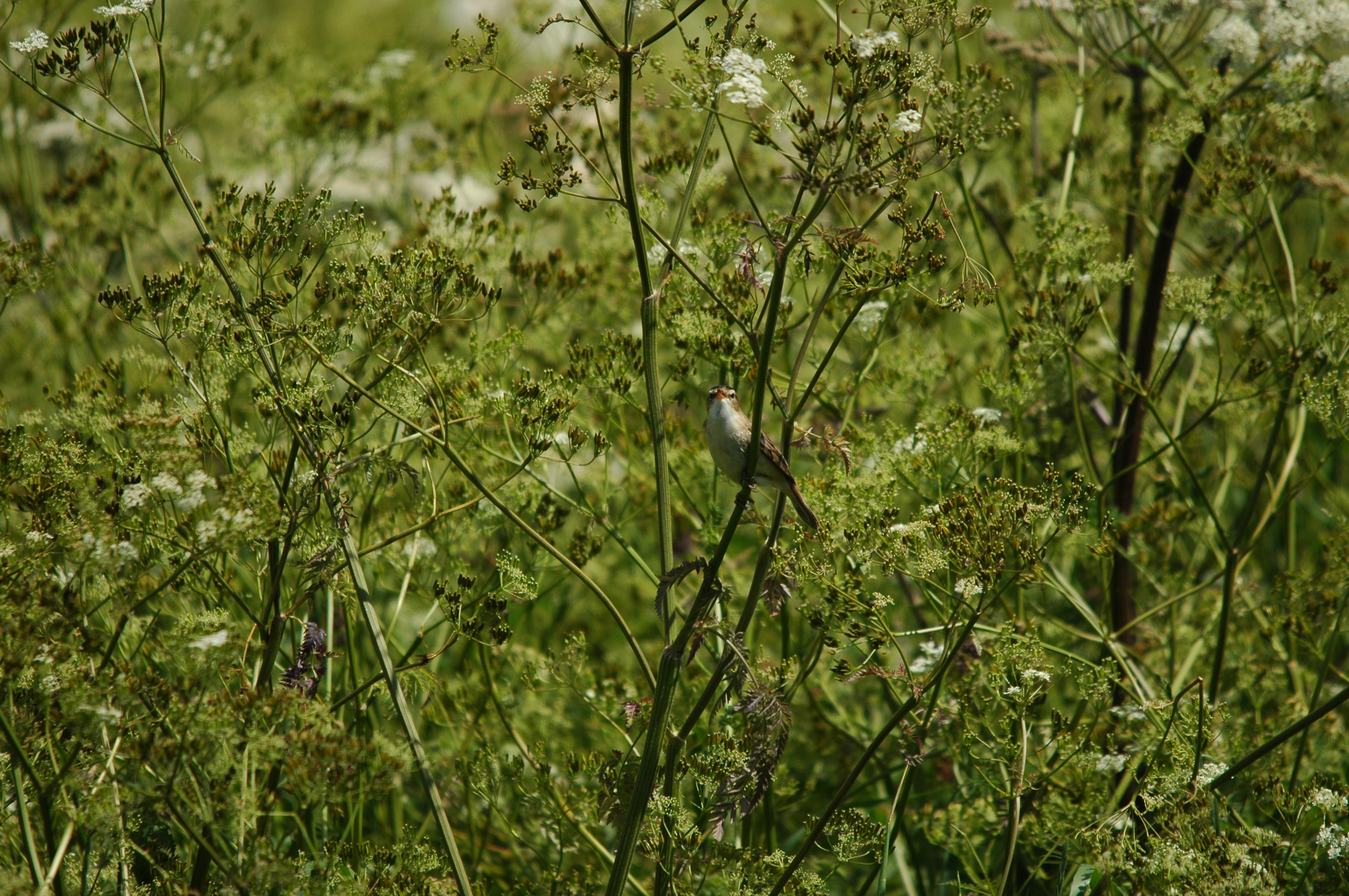 photos/wildlife/Bird_Species/154-Old_World_Warblers/6884-Sedge_Warbler/DSC_6105.JPG