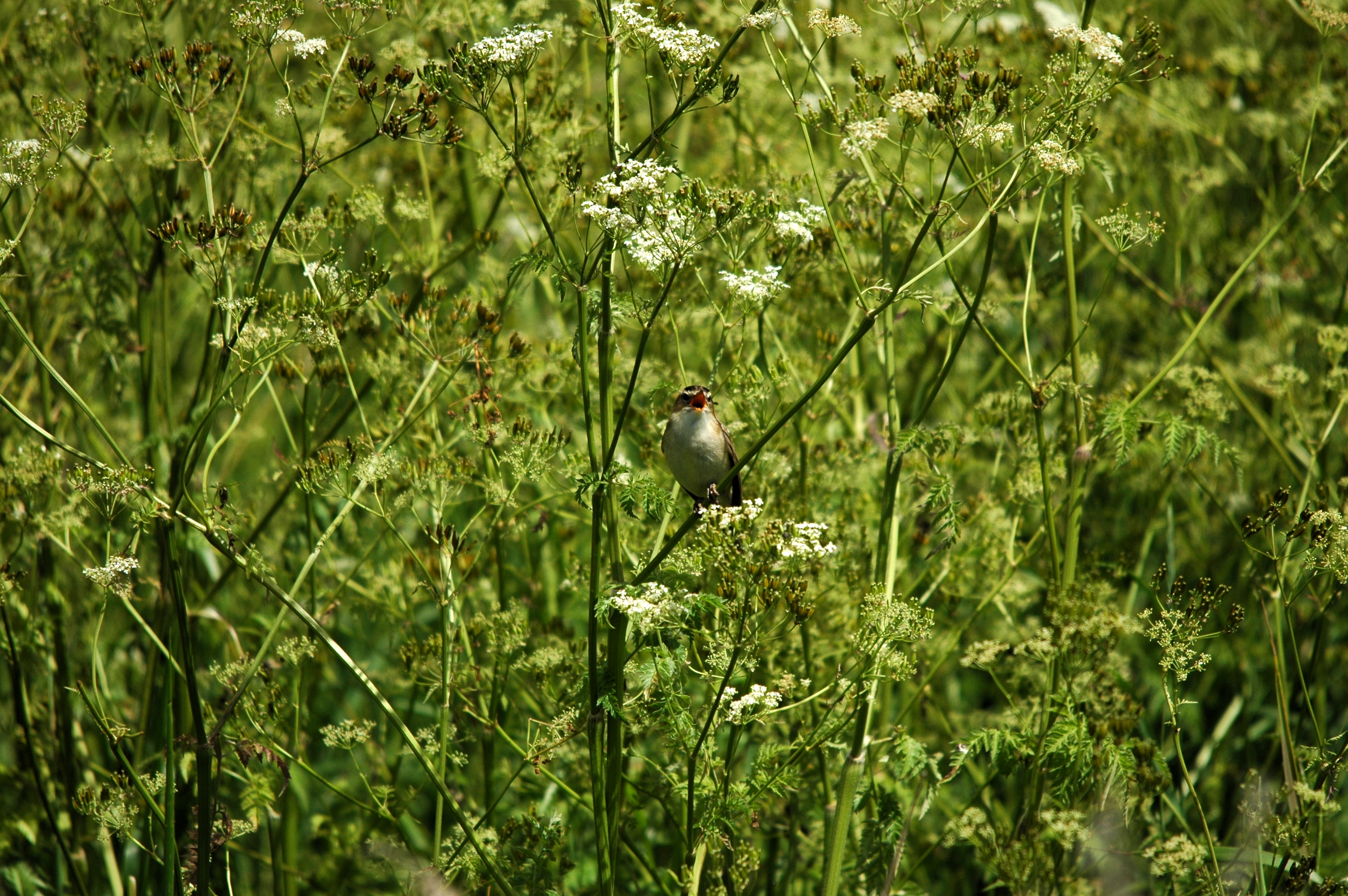 photos/wildlife/Bird_Species/154-Old_World_Warblers/6884-Sedge_Warbler/DSC_6118.JPG