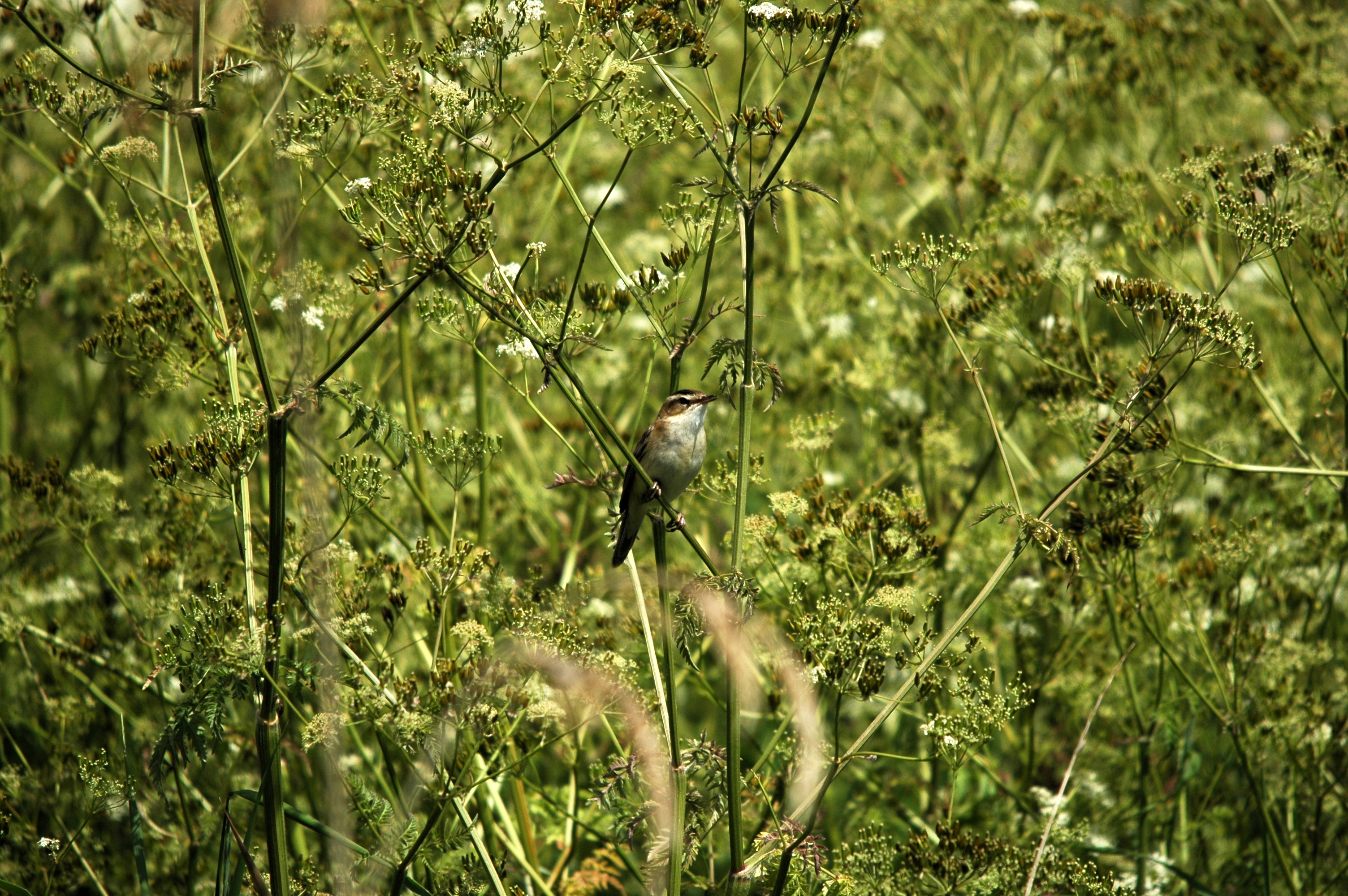 photos/wildlife/Bird_Species/154-Old_World_Warblers/6884-Sedge_Warbler/DSC_6121.JPG