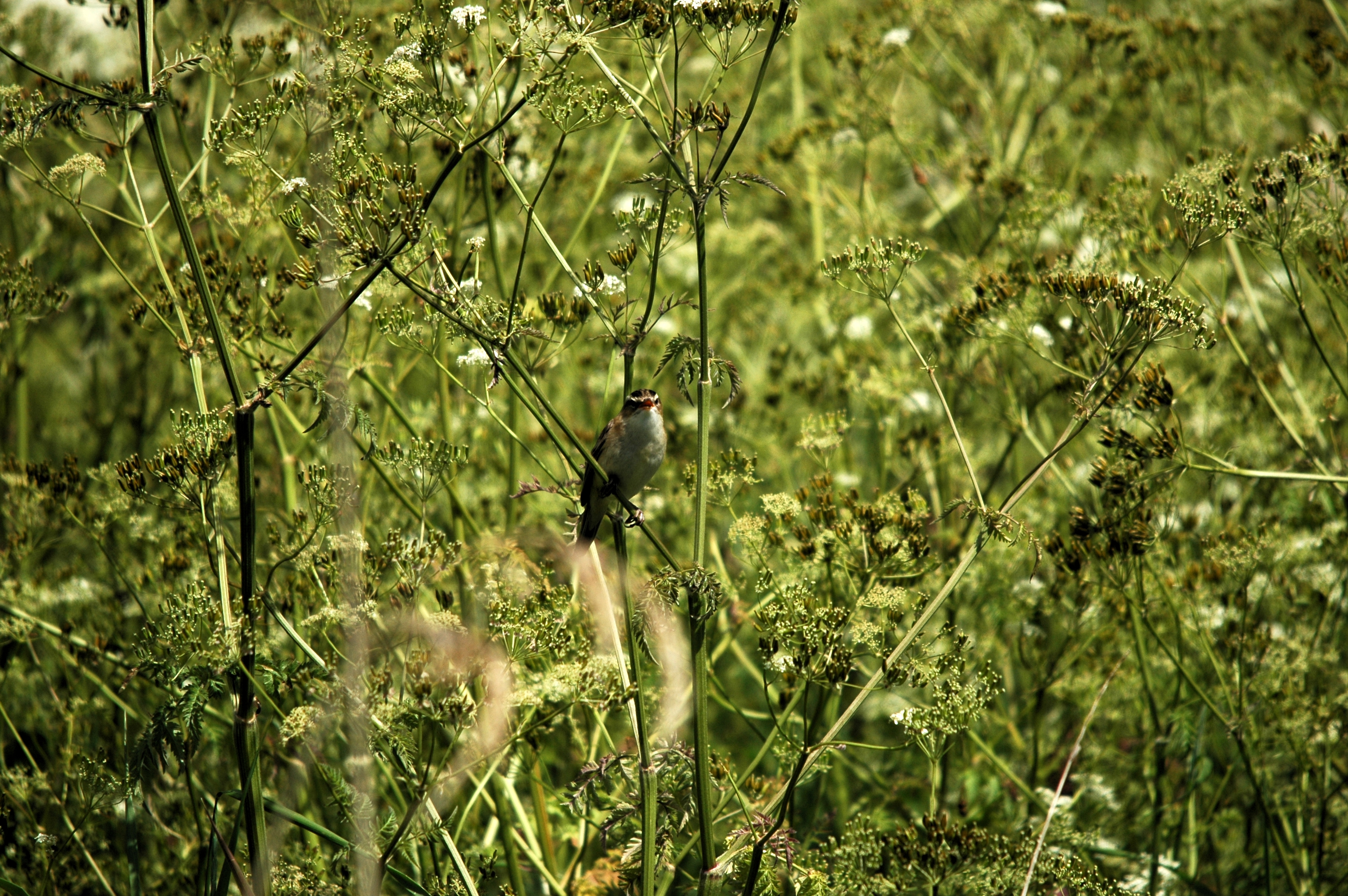 photos/wildlife/Bird_Species/154-Old_World_Warblers/6884-Sedge_Warbler/DSC_6122.JPG