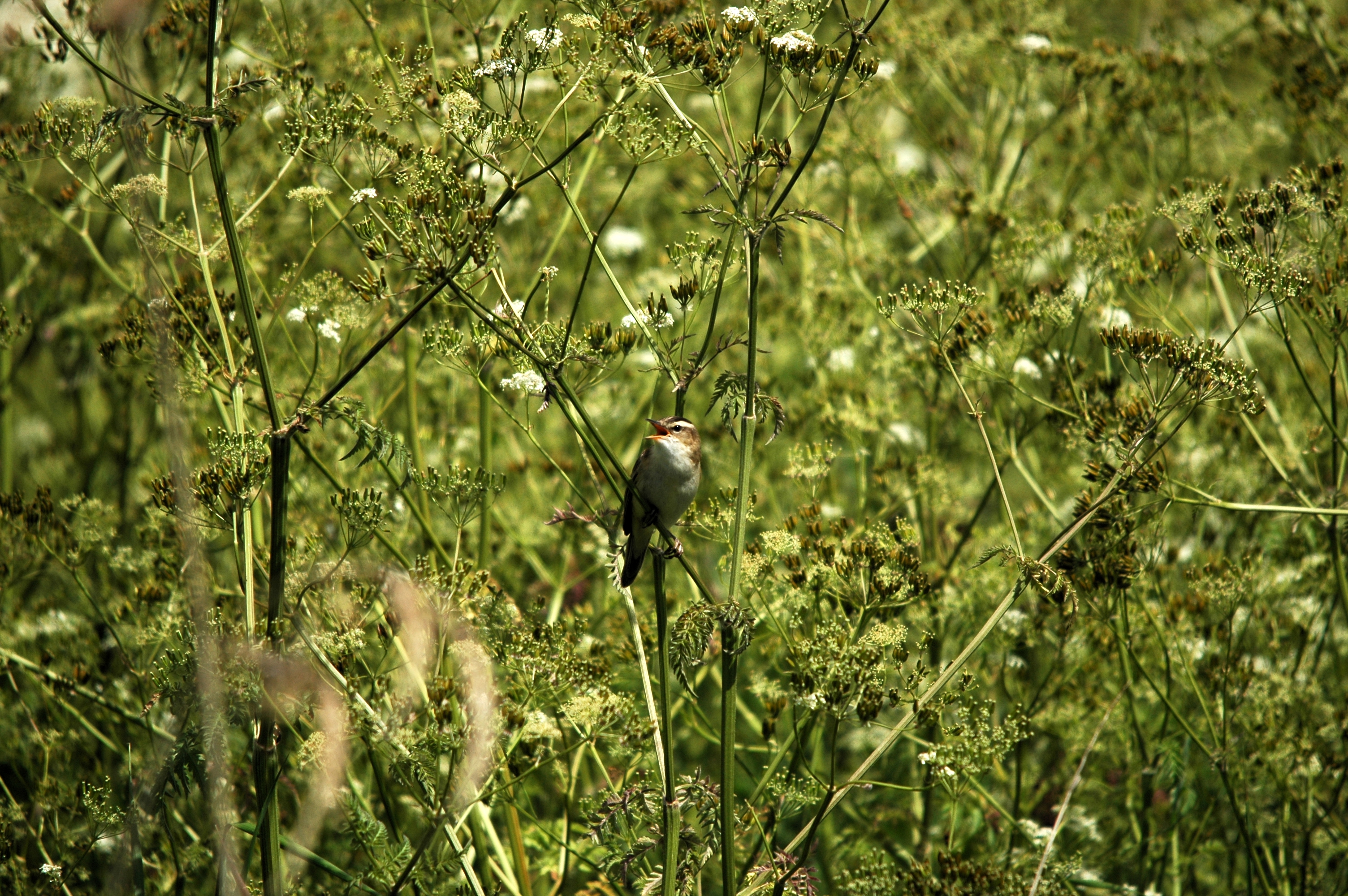 photos/wildlife/Bird_Species/154-Old_World_Warblers/6884-Sedge_Warbler/DSC_6123.JPG