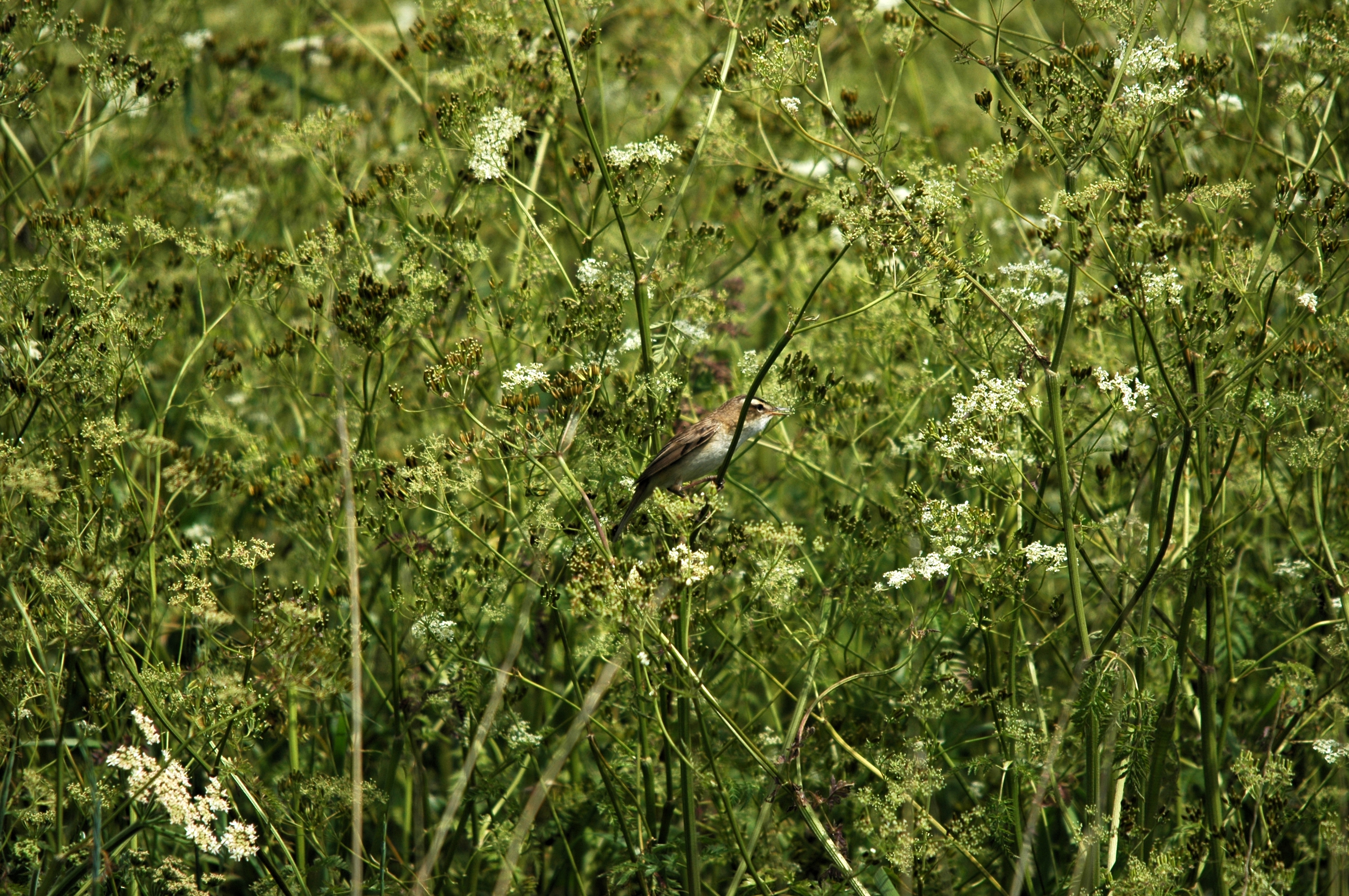 photos/wildlife/Bird_Species/154-Old_World_Warblers/6884-Sedge_Warbler/DSC_6124.JPG