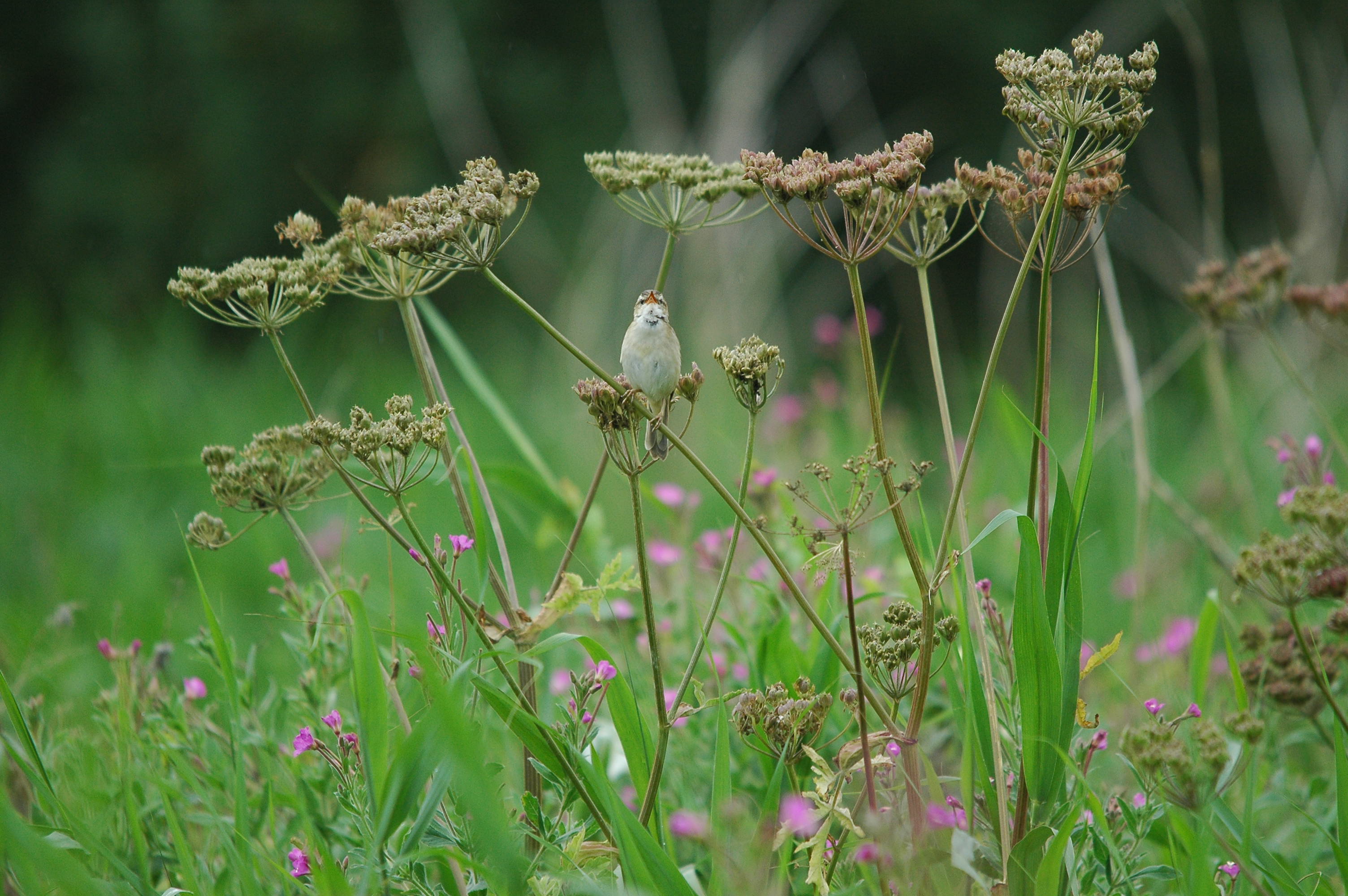 photos/wildlife/Bird_Species/154-Old_World_Warblers/6884-Sedge_Warbler/dsc_2620.jpg