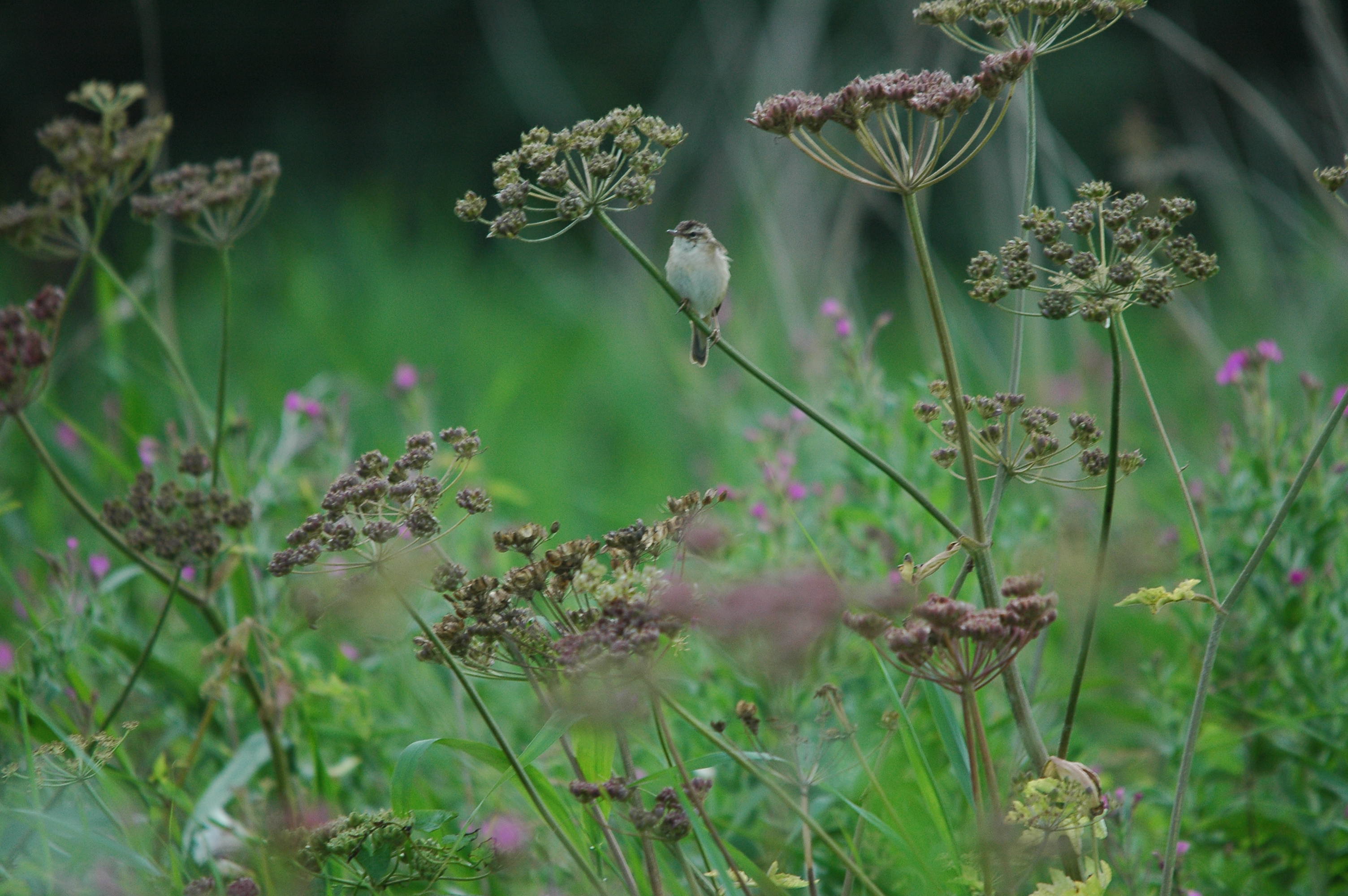 photos/wildlife/Bird_Species/154-Old_World_Warblers/6884-Sedge_Warbler/dsc_2684.jpg