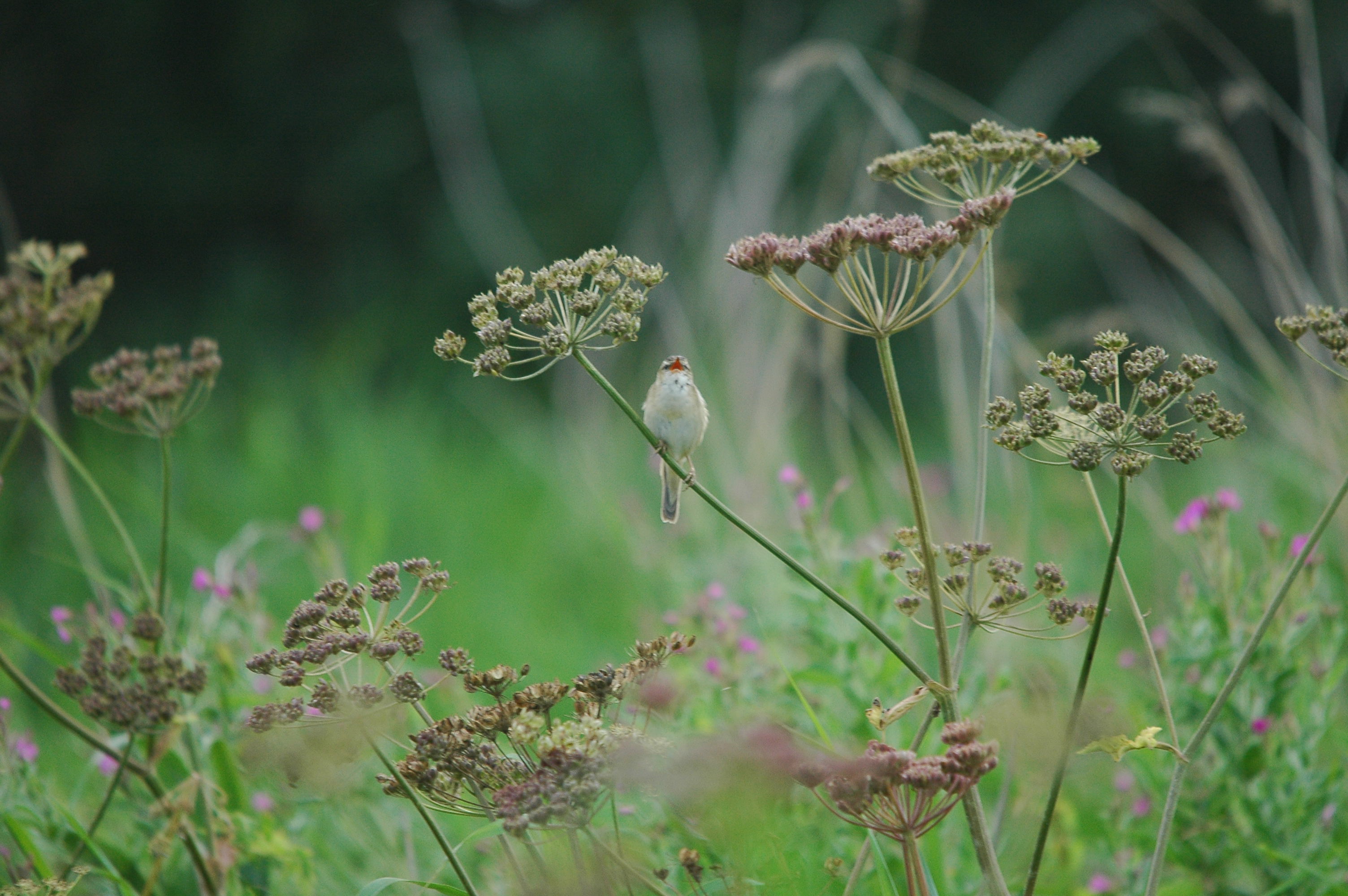 photos/wildlife/Bird_Species/154-Old_World_Warblers/6884-Sedge_Warbler/dsc_2685.jpg