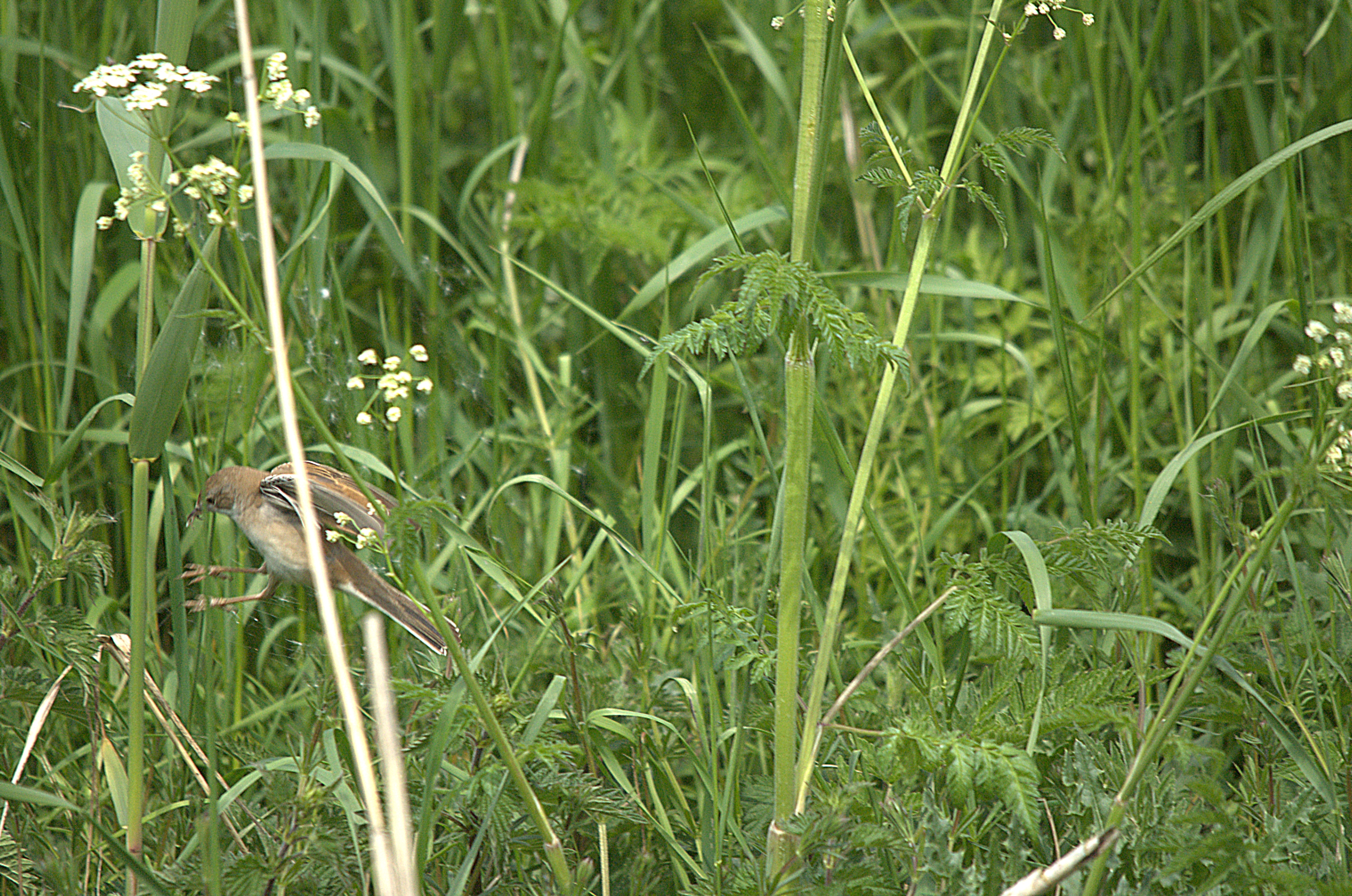 photos/wildlife/Bird_Species/154-Old_World_Warblers/6890-Reed-Warbler/dsc_2148.jpg