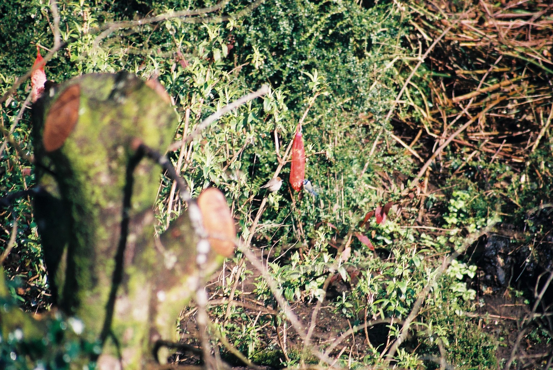 photos/wildlife/Bird_Species/154-Old_World_Warblers/7057-Blackcap/20040327-Mull-01.jpg
