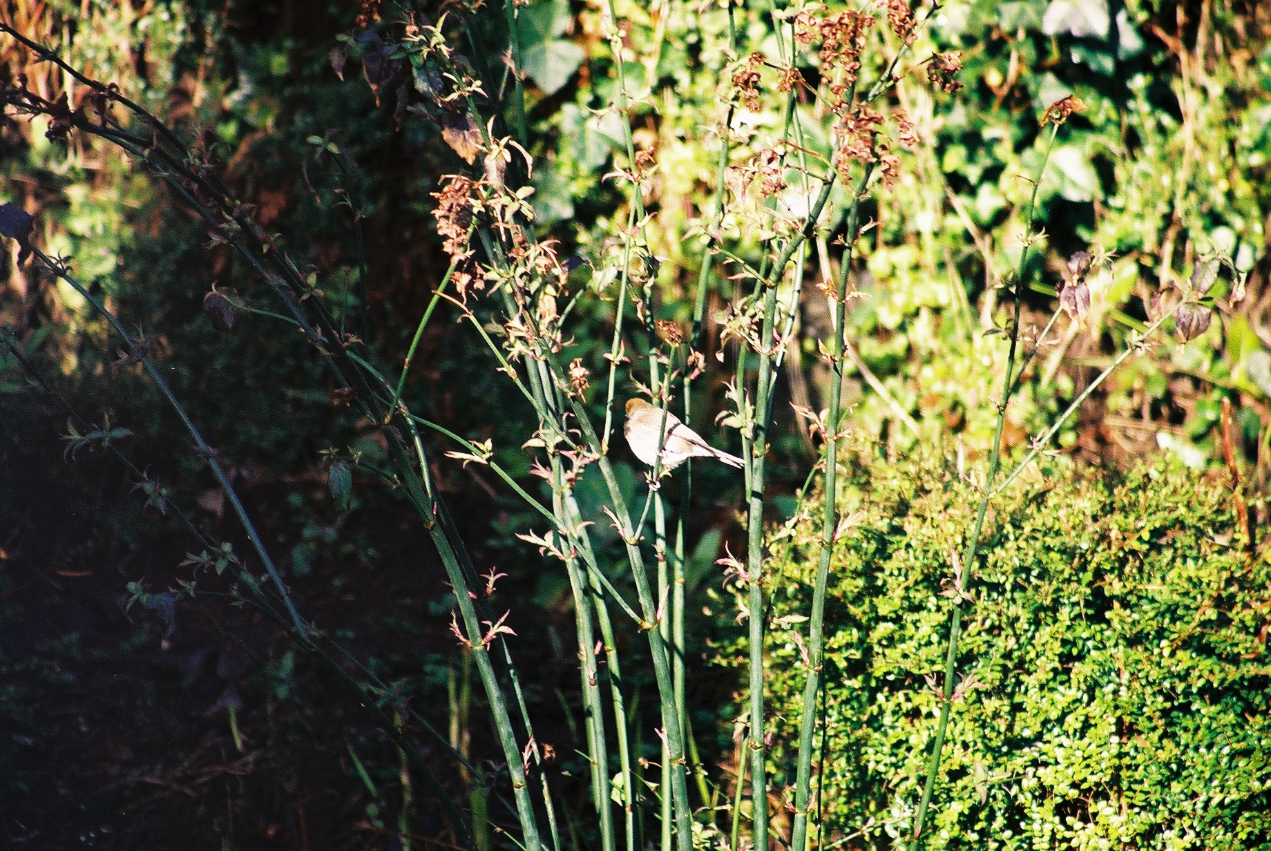 photos/wildlife/Bird_Species/154-Old_World_Warblers/7057-Blackcap/20040327-Mull-02.jpg