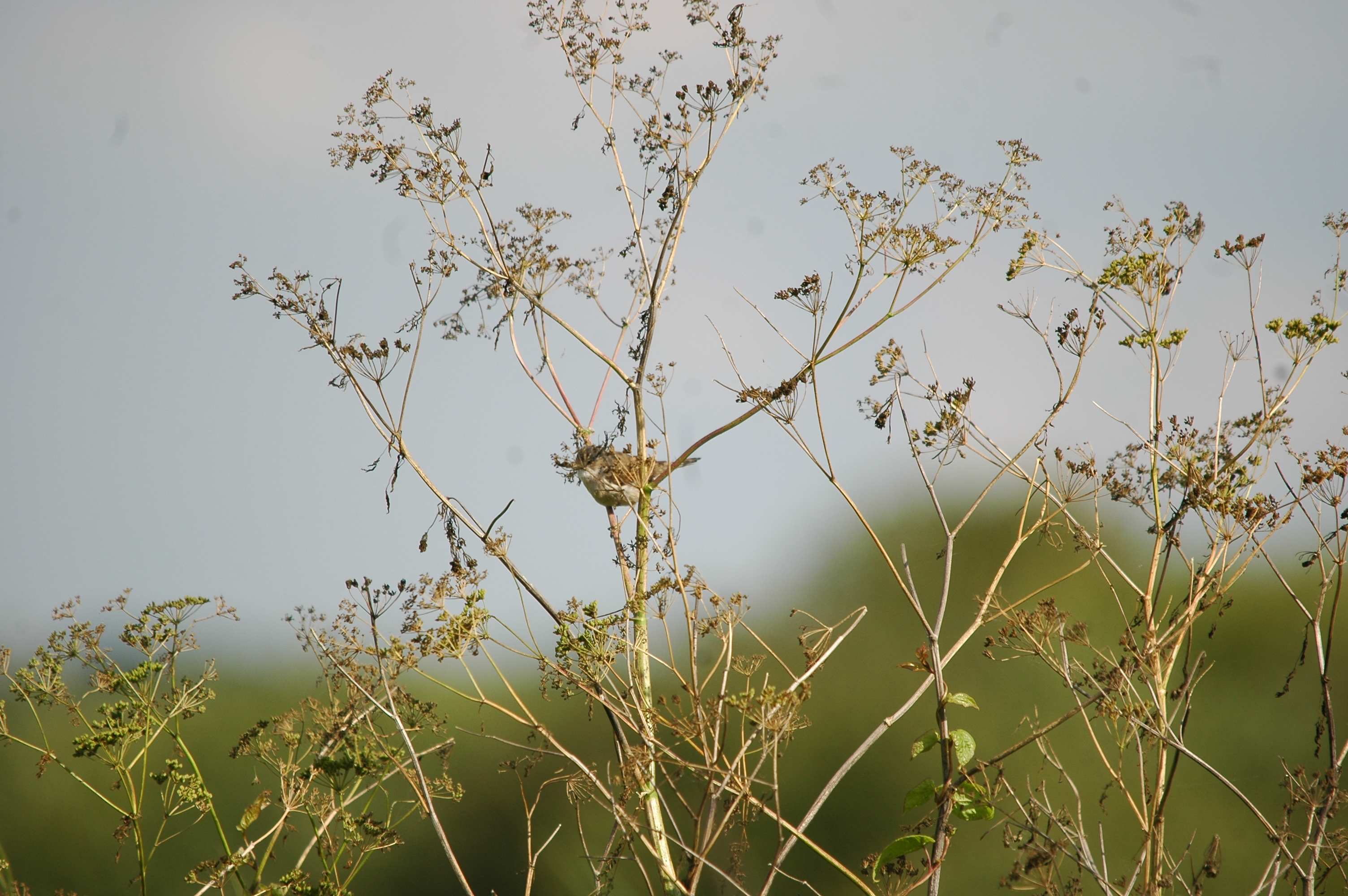 photos/wildlife/Bird_Species/154-Old_World_Warblers/7059-Common_Whitethroat/20090725-Blacktoft-1.jpg