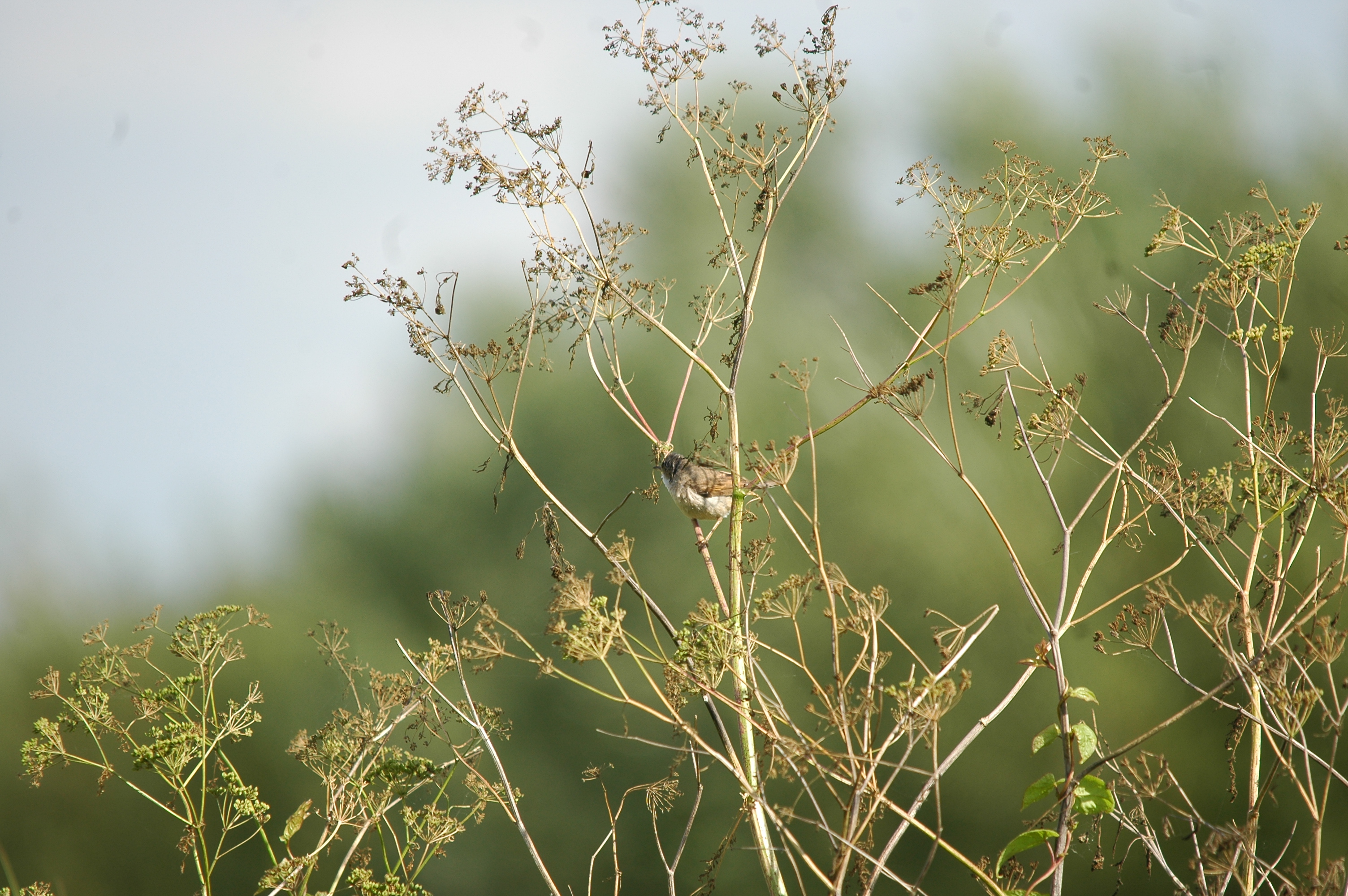 photos/wildlife/Bird_Species/154-Old_World_Warblers/7059-Common_Whitethroat/20090725-Blacktoft-2.jpg