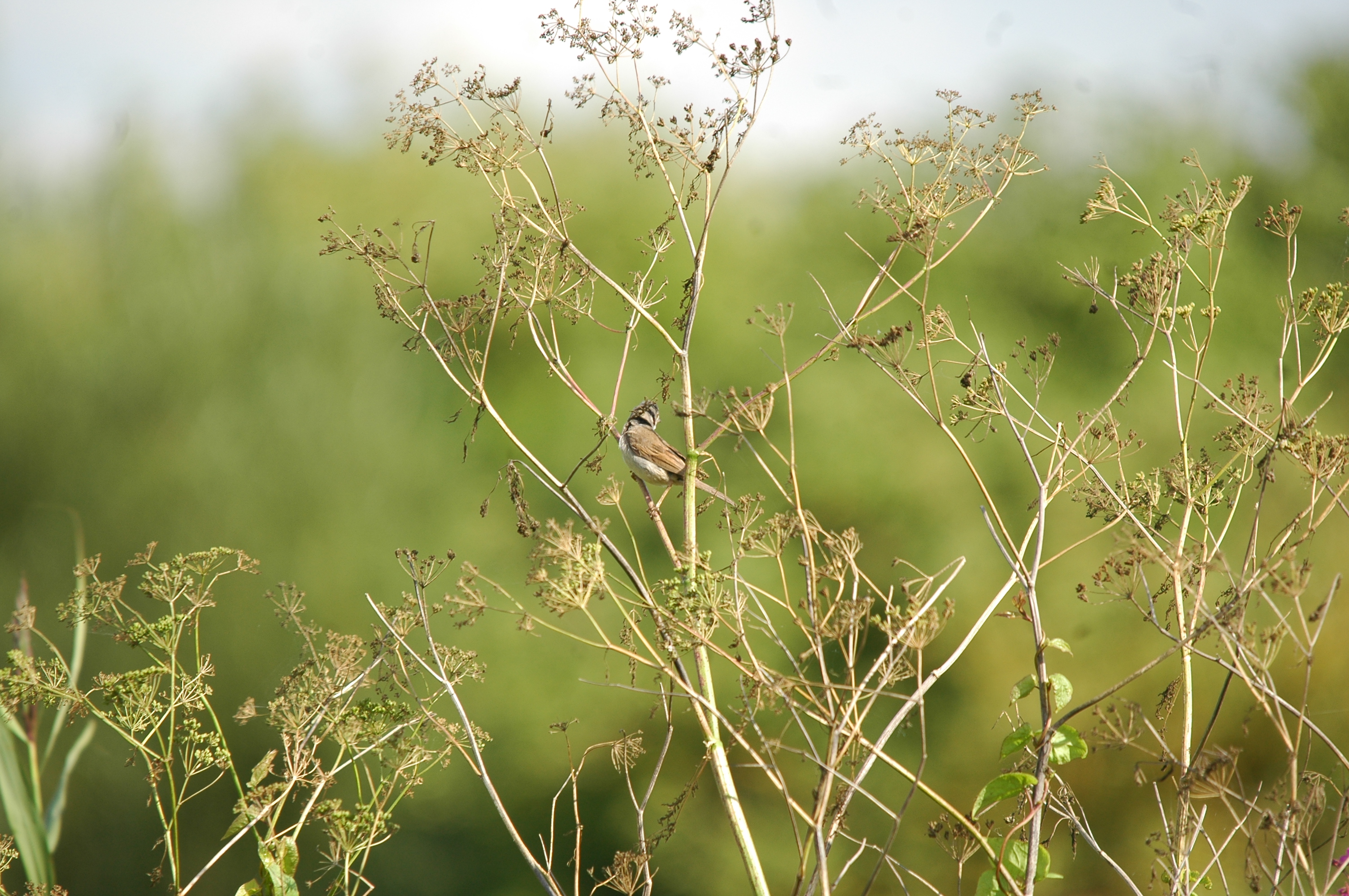 photos/wildlife/Bird_Species/154-Old_World_Warblers/7059-Common_Whitethroat/20090725-Blacktoft-3.jpg