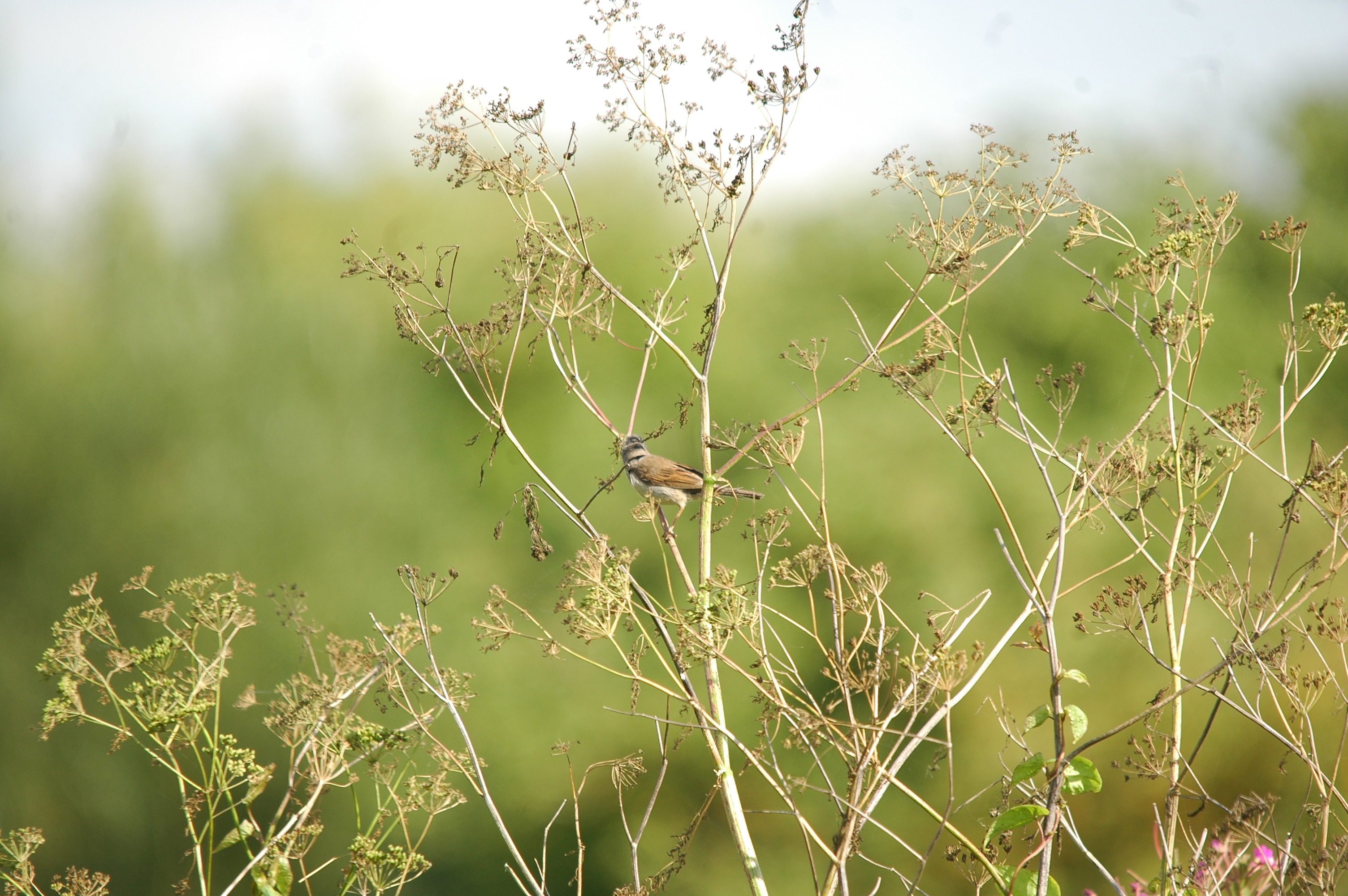 photos/wildlife/Bird_Species/154-Old_World_Warblers/7059-Common_Whitethroat/20090725-Blacktoft-4.jpg