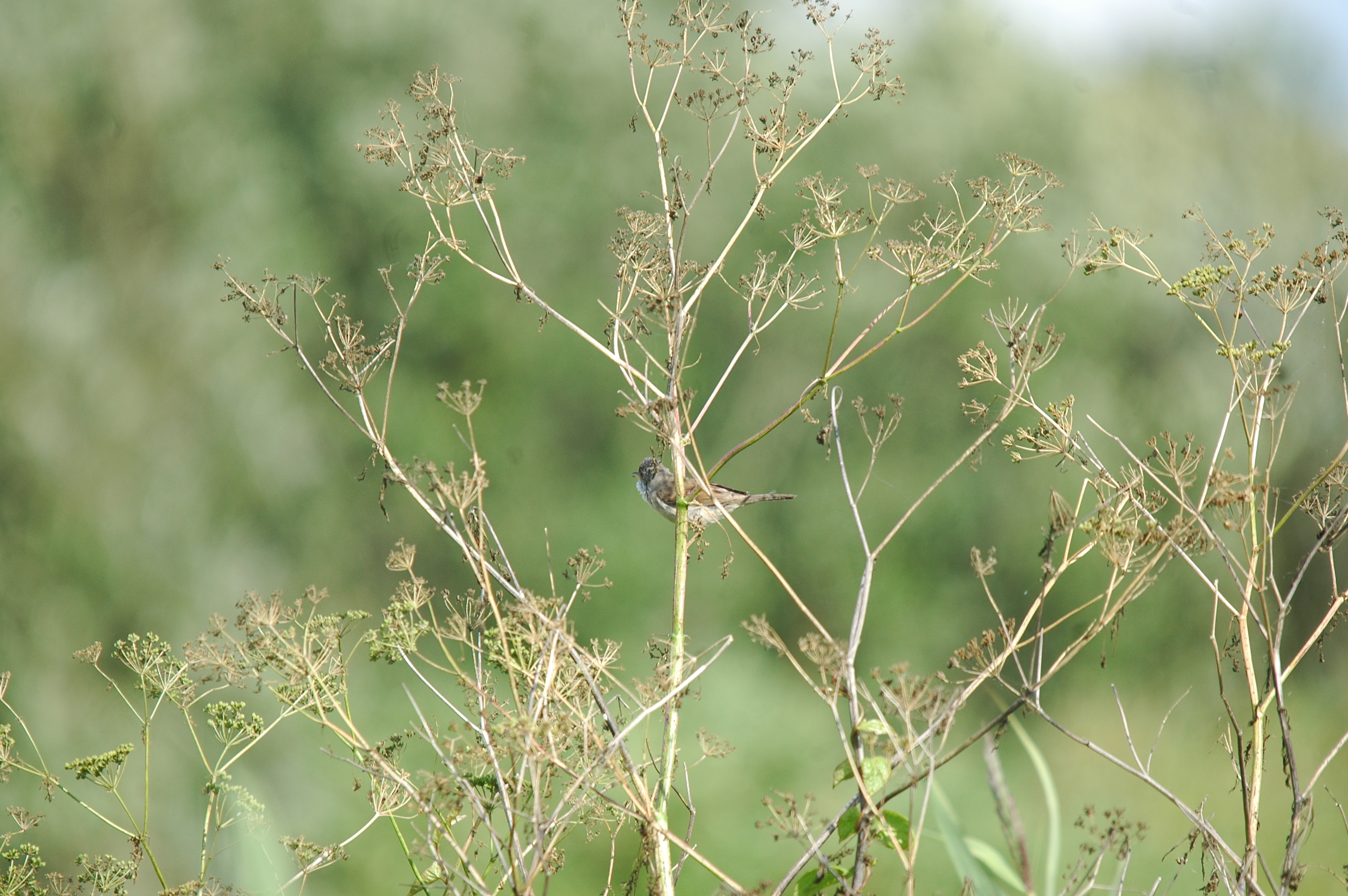 photos/wildlife/Bird_Species/154-Old_World_Warblers/7059-Common_Whitethroat/20090725-Blacktoft-5.jpg