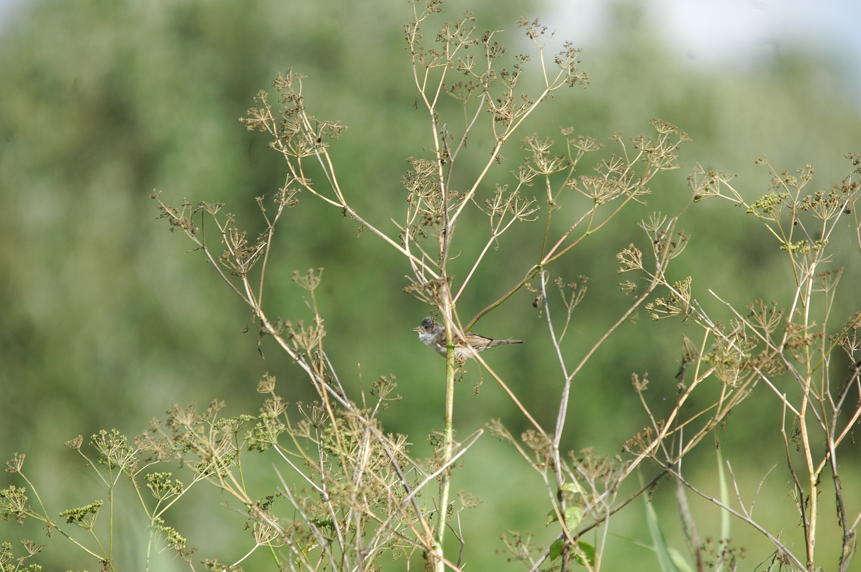 photos/wildlife/Bird_Species/154-Old_World_Warblers/7059-Common_Whitethroat/20090725-Blacktoft-6.jpg